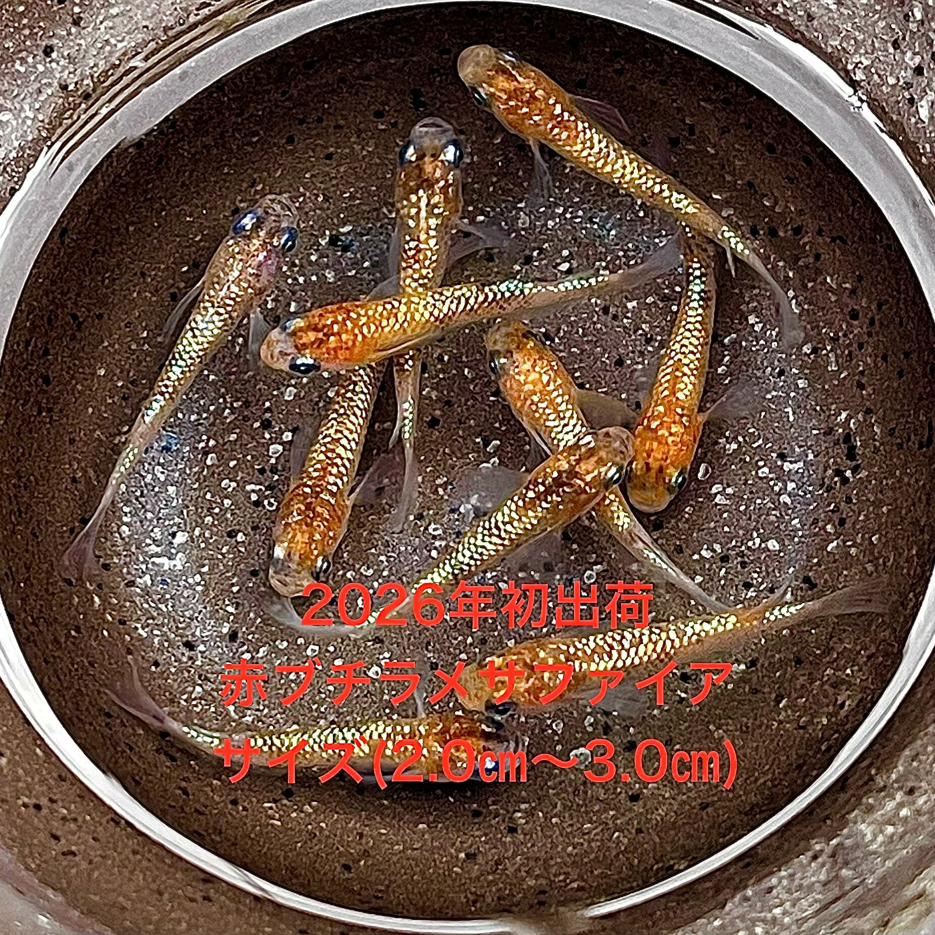 樂天商城 - ●※めだか2026年初出荷※●最新世代★極上個体★レッド系★種親クラス★【赤ブチラメサファイア：3ペアセット】サイズML(2,0cm前後)。●●※12:00までの注文で翌日お届け※●●