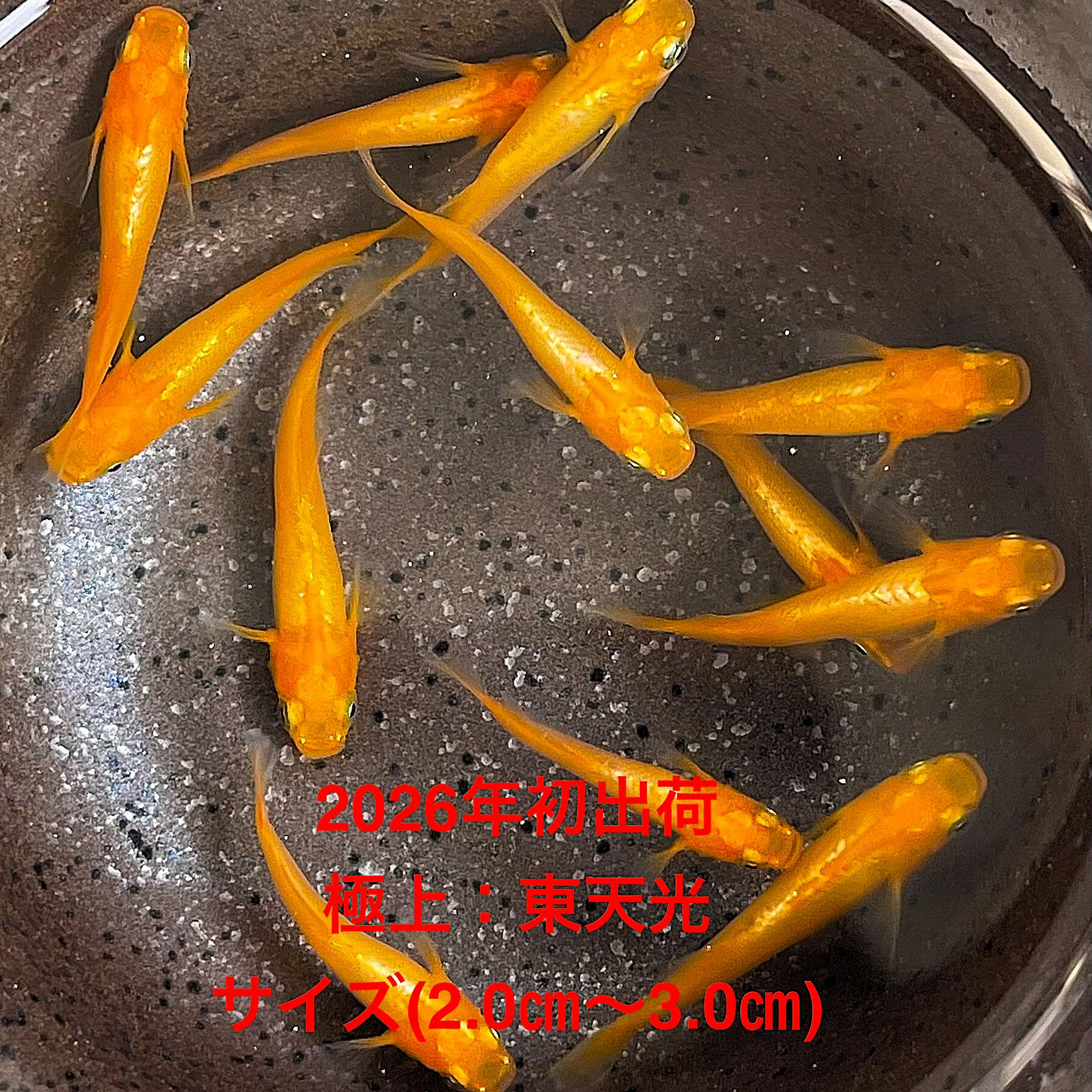 樂天商城 - ●※めだか2026年初出荷※●最新世代★極上個体★光体系★【極上：東天光：3ペアセット】サイズML(2,0cm〜3,0cm)・●●※12:00までの注文で翌日お届け※●●
