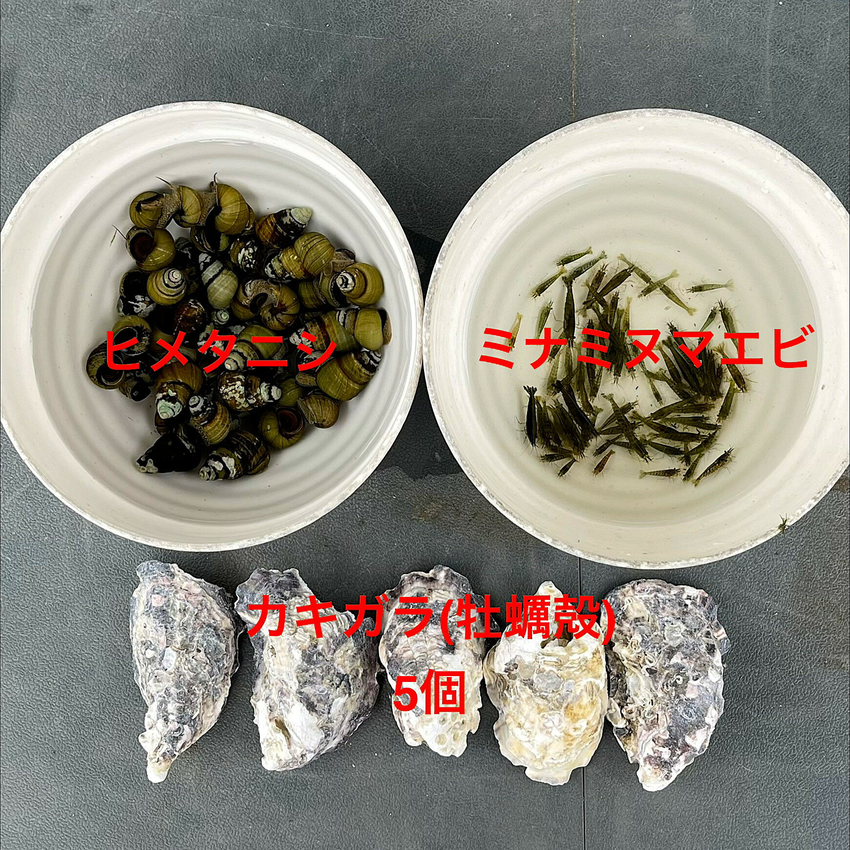 ※★水質浄化★残餌処理★PH調整★3種類セット★初出荷★【ヒメタニシ30個：ミナミヌマエビ30匹：カキガラ5枚】★コケ取り★PH調整★残餌駆除★ランダム★・●●※12:00までの注文で翌日お届け※●●