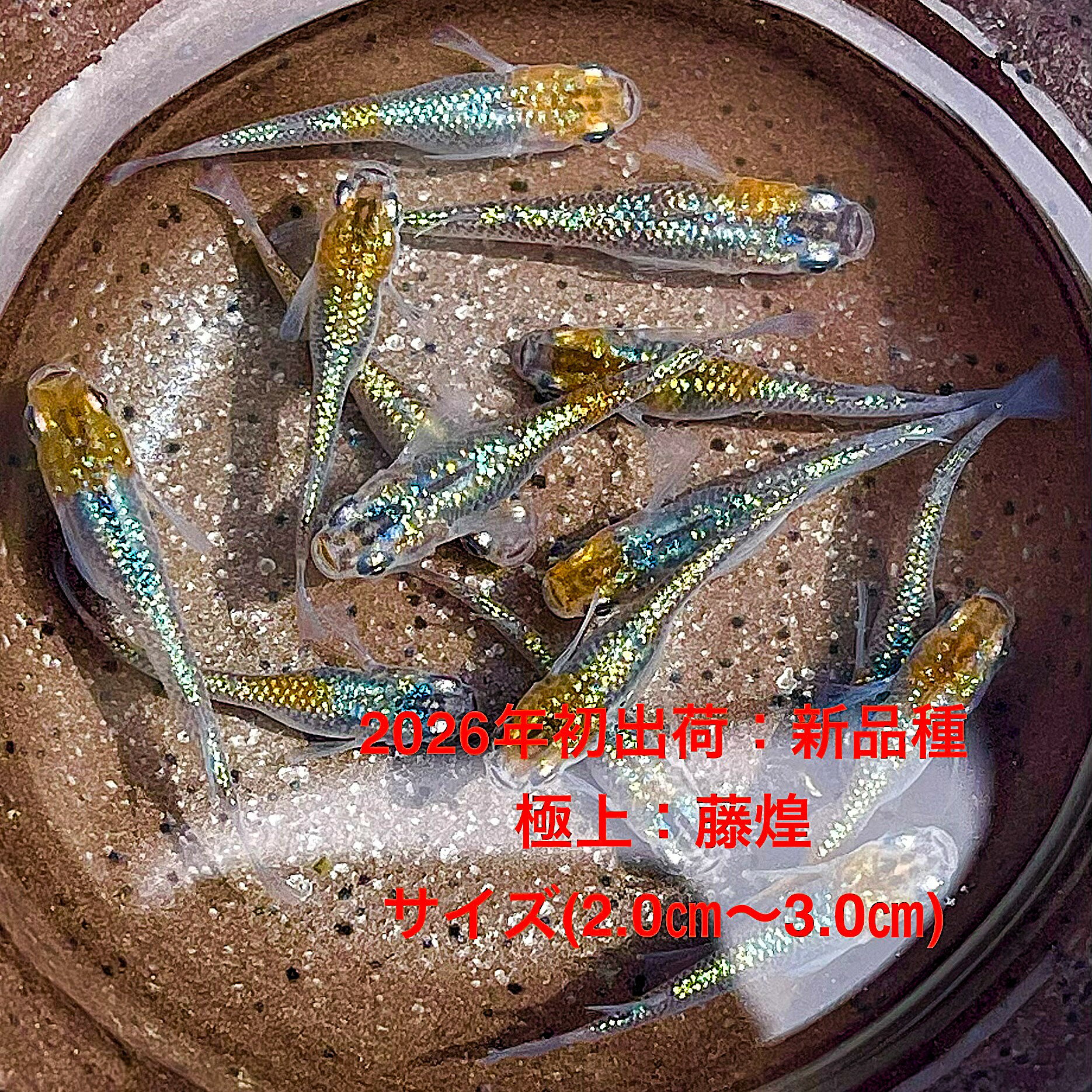 煌き　メダカ　10匹セット 楽天市場】煌ラメめだか 10匹セット / きらめきラメ / 煌ラメメダカ