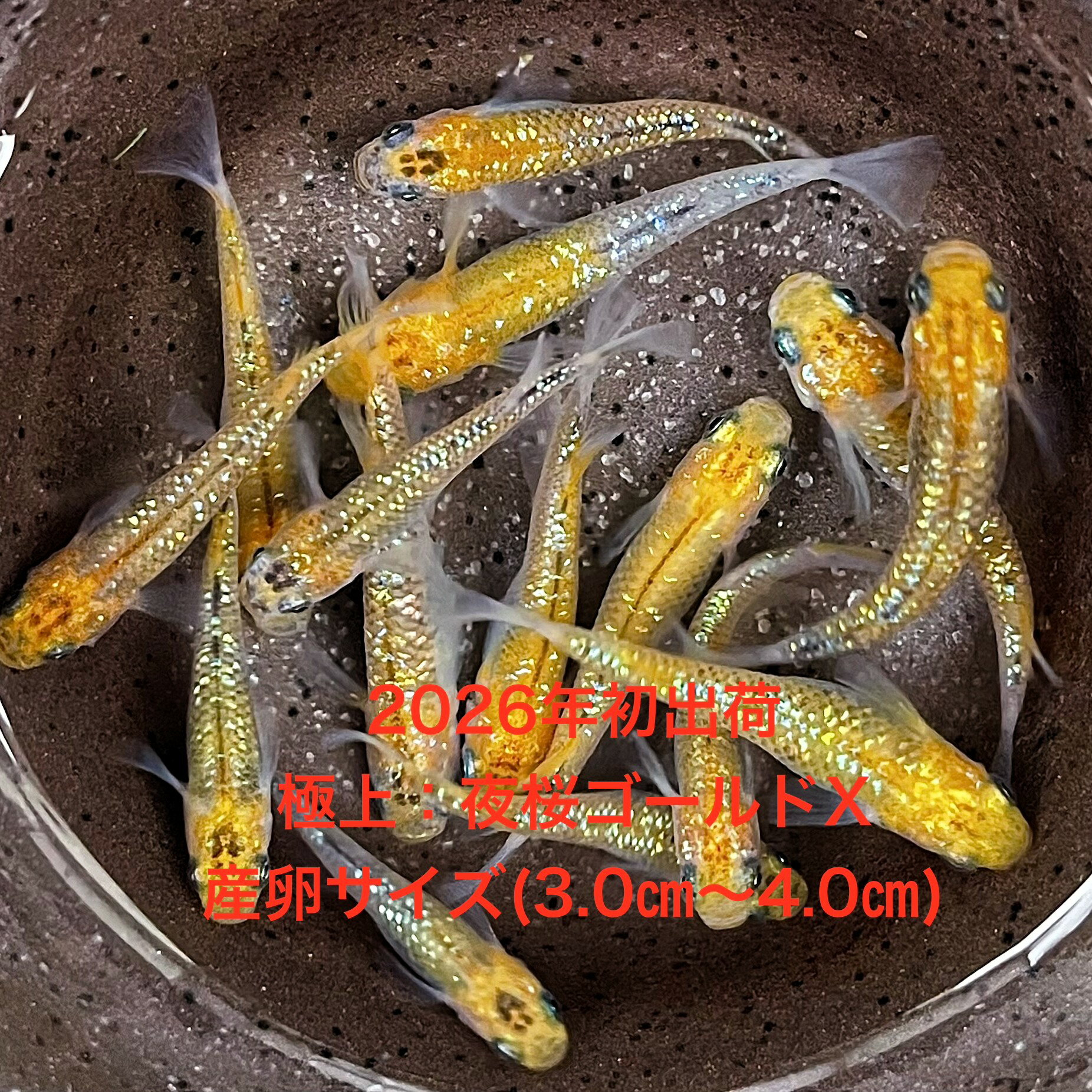 樂天商城 - ●※めだか2026年初出荷※●新品種：最新世代★極上固体★ゴールドサファイア系★種親クラス★【極上・夜桜ゴールドX：5ペアセット】産卵サイズ(2,0cm～4,0cm)・●●※12:00までの注文で翌日お届け※●●