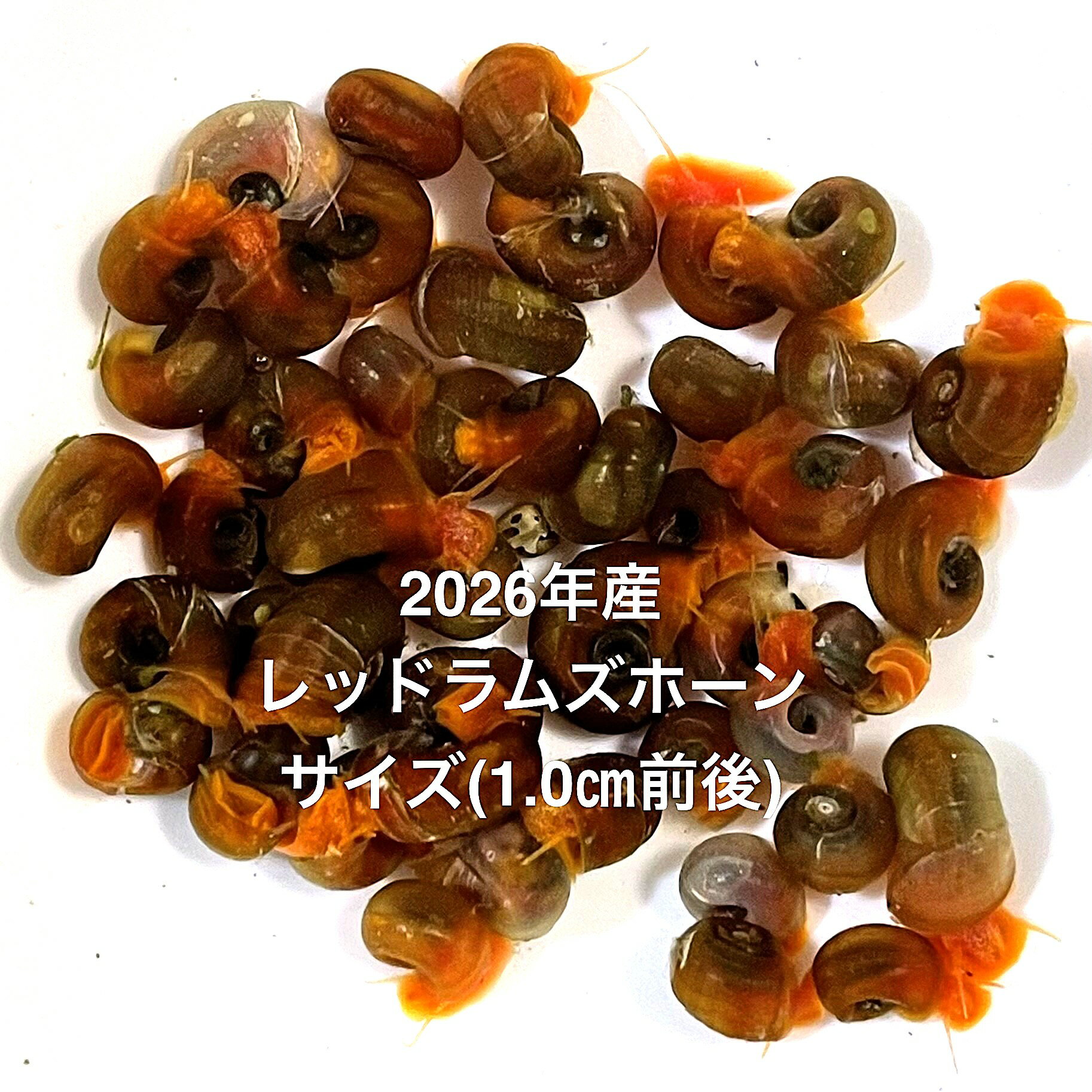 ●※2026年産※●苔処理★残餌処理★レッド系★水質浄化★【レッドラムズホーン：30匹＋α】サイズS ...