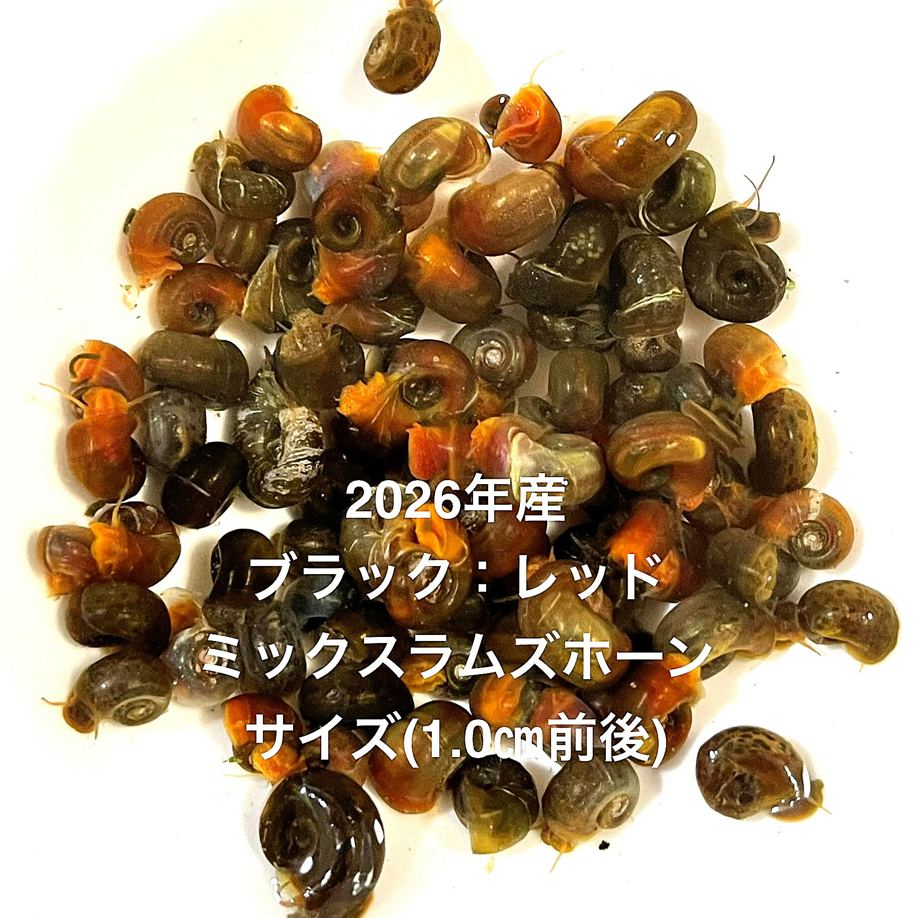 ●※2026年産※●苔処理★残餌処理★ミックス系★水質浄化★【ミックスラムズホーン：100匹＋α】サイズS(1.0cm前後）●●※12:00までの注文で翌日お届け※●●