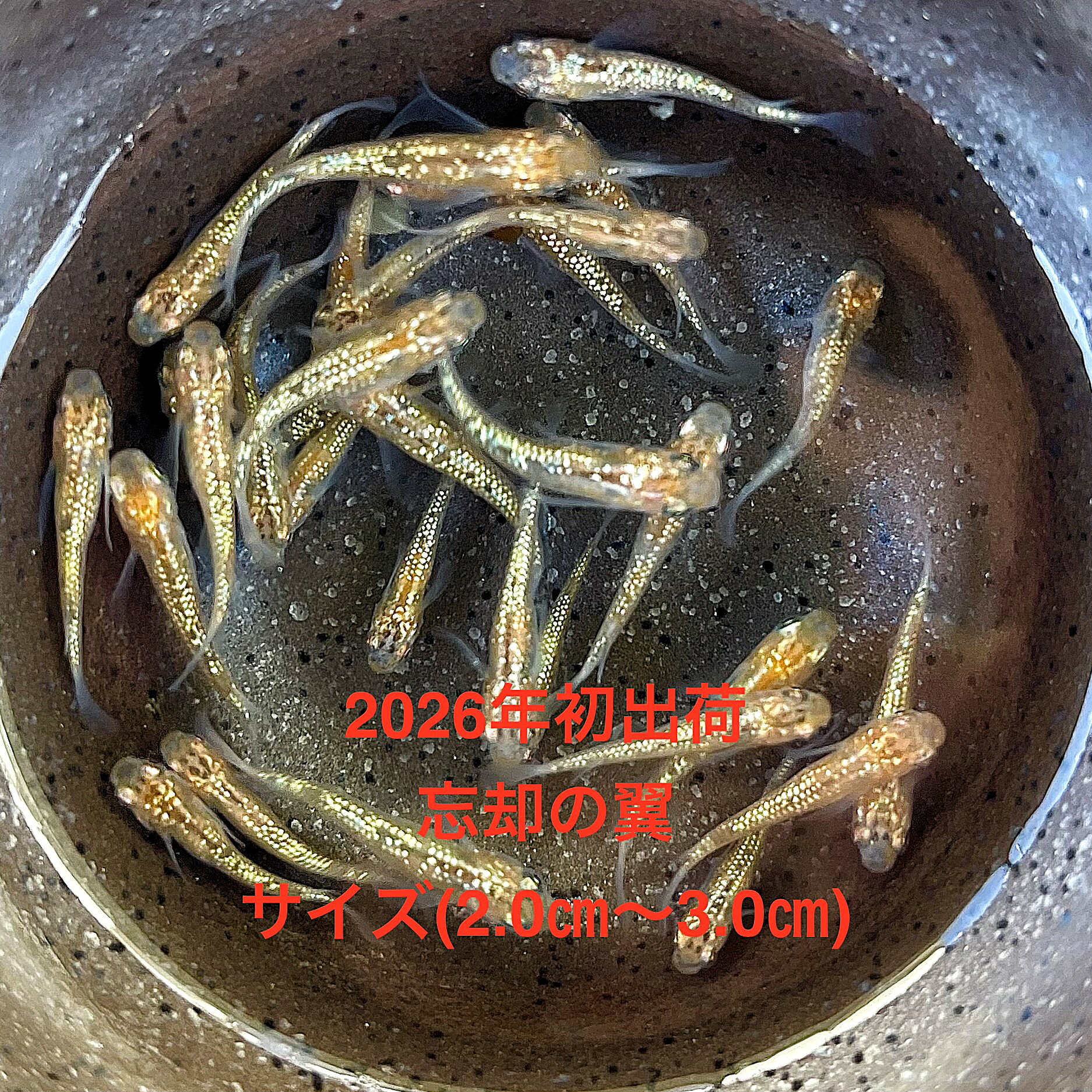 ●※めだか2026年初出荷※●最新世代★極上個体★ヒレ長系★ブラウン系★【極上：忘却の翼：3ペアセット】サイズML(2,0cm〜3,0cm)・●●※12:00までの注文で翌日お届け※●●