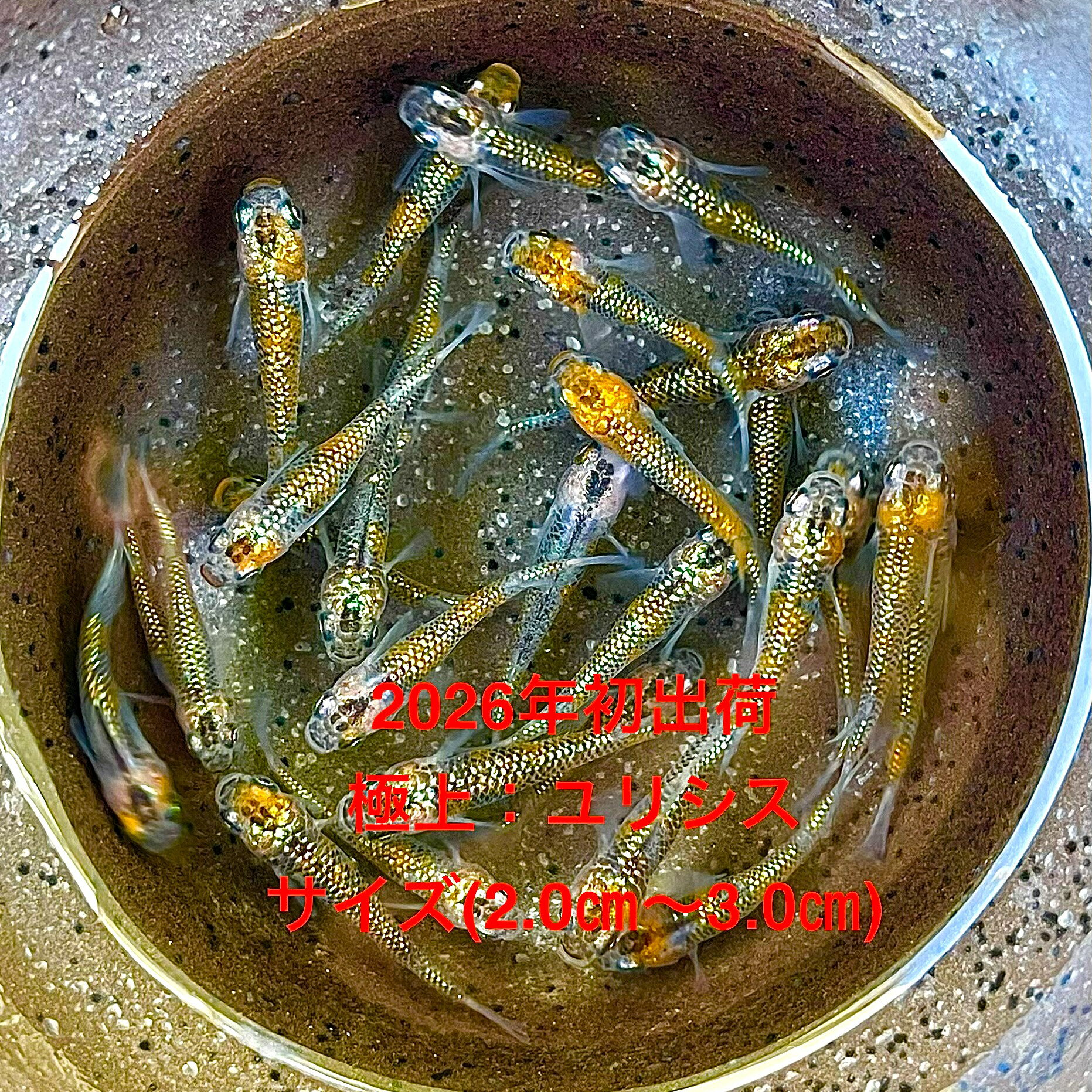 乐天商城 - ●※めだか2026年初出荷※●最新世代★極上個体★ブラウン系★【極上：ユリシス：3ペアセット】サイズML(2,0cm〜3,0cm)・●●※12:00までの注文で翌日お届け※●●