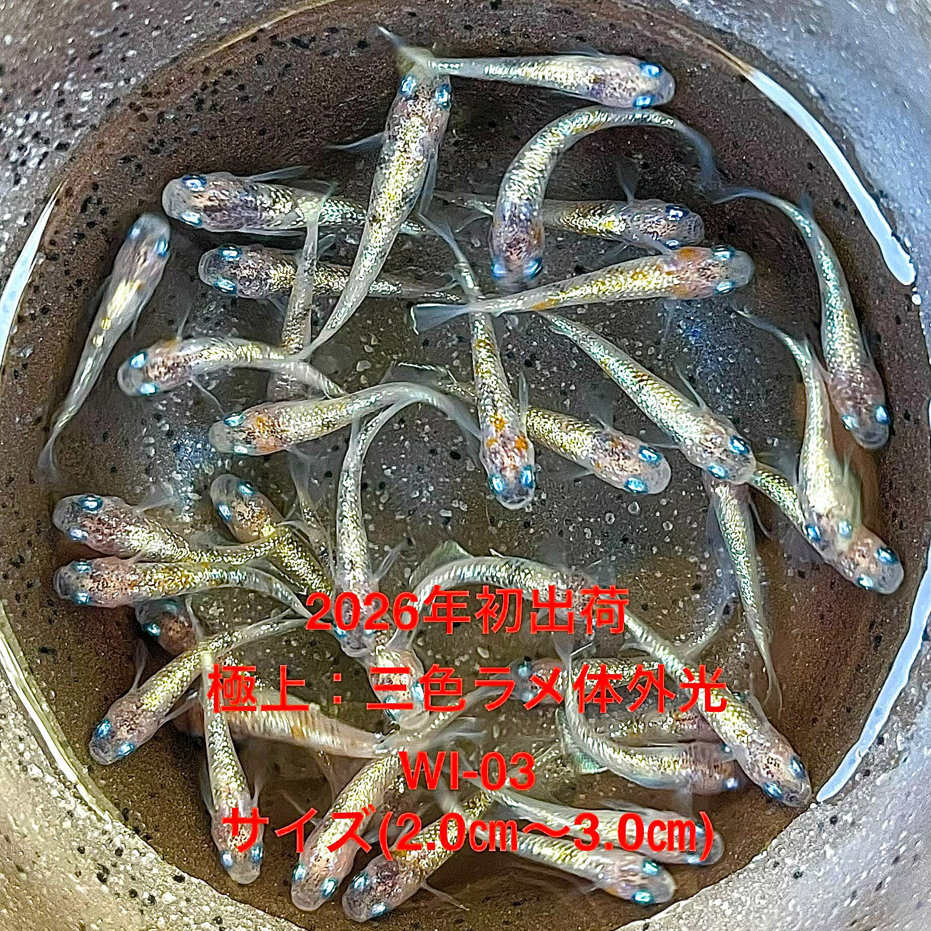 樂天商城 - ●※めだか2026年初出荷※●最新世代★極上固体★体外光系★種親クラス★【三色ラメ体外光WI-03：5ペアセット】サイズML(2,0cm～4,0cm)。●●※12:00までの注文で翌日お届け※●●