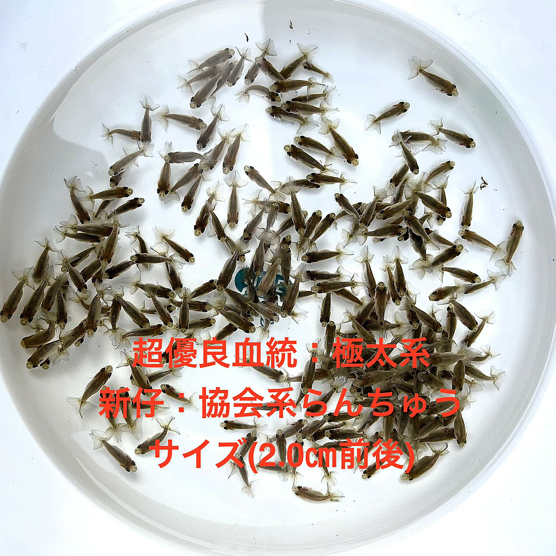 楽天市場】らんちゅう 当歳の通販
