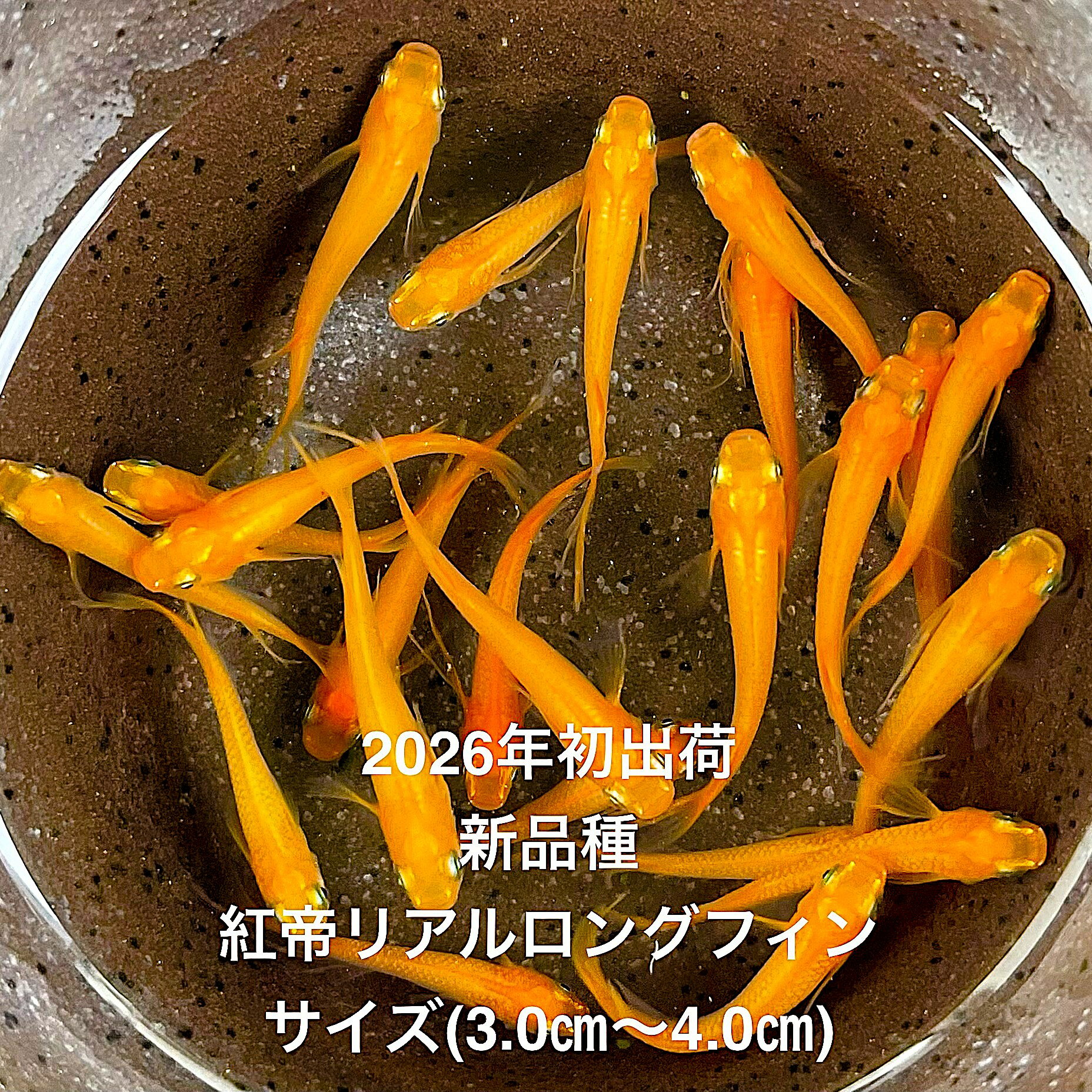 樂天商城 - ●※めだか2026年初出荷※●最新世代★新品種★極上個体★レッド系★【極上：紅帝リアルロングフィン：3ペアセット】サイズML(3,0cm〜4,0cm)・●●※12:00までの注文で翌日お届け※●●