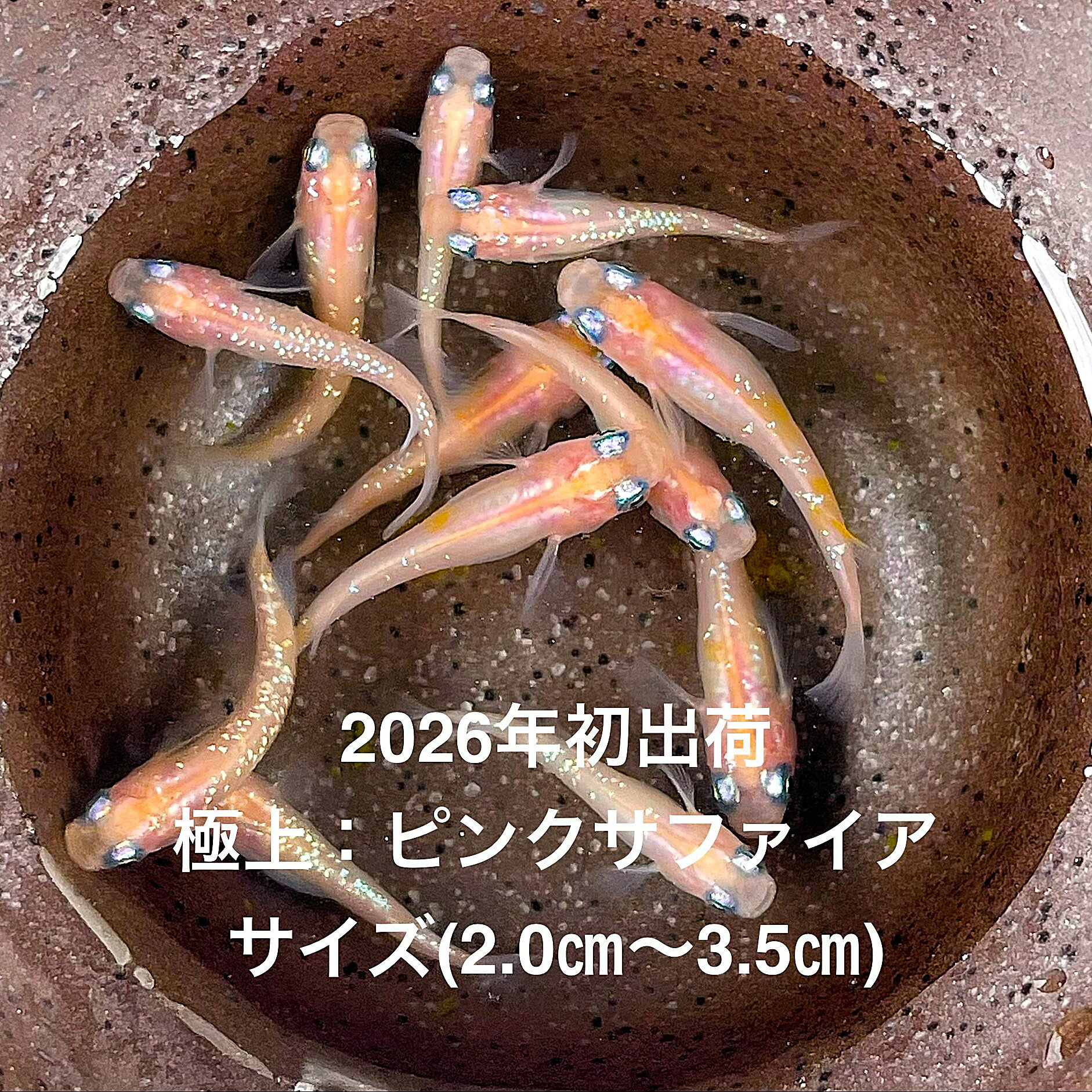 熱帶魚 - ●※めだか2026年初出荷※●最新世代★極上個体★サファイア系★極上ラメ★【極上：ピンクサファイア：5ペアセット】サイズML(2,0cm〜3,5cm)・●●※12:00までの注文で翌日お届け※●●