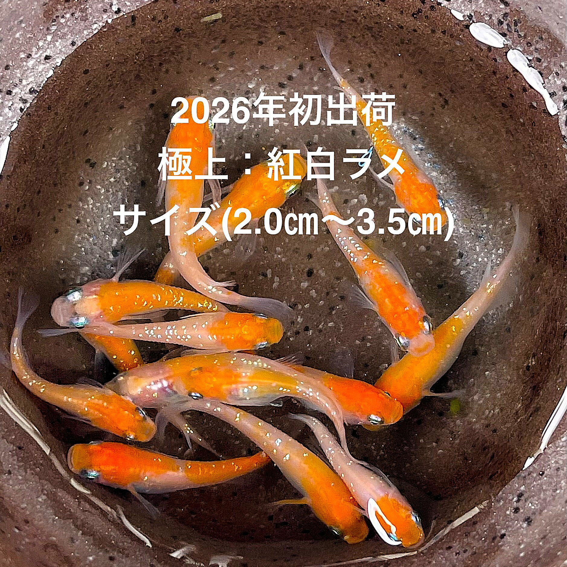 【ネット決済】紅白ラメめだか　15匹　送料込み5000円 メダカ「紅白ラメAクラス」1ペア : めだか屋 うなとろふぁ～む - 通販