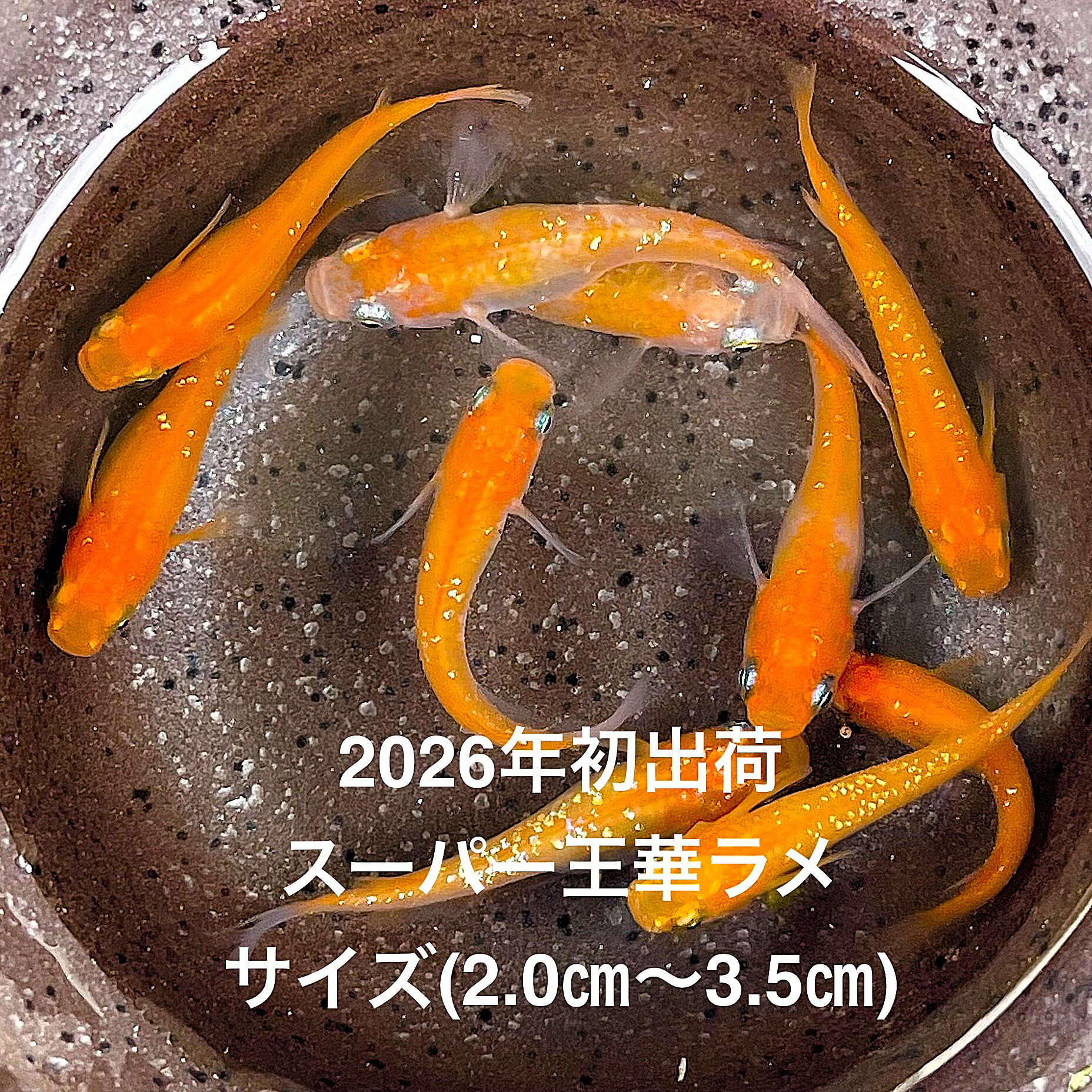 樂天商城 - ●※めだか2026年初出荷※●最新世代★極上個体★レッド系★極上ラメ★【極上：スーパー王華ラメ：5ペアセット】サイズML(2,0cm〜3,5cm)・●●※12:00までの注文で翌日お届け※●●