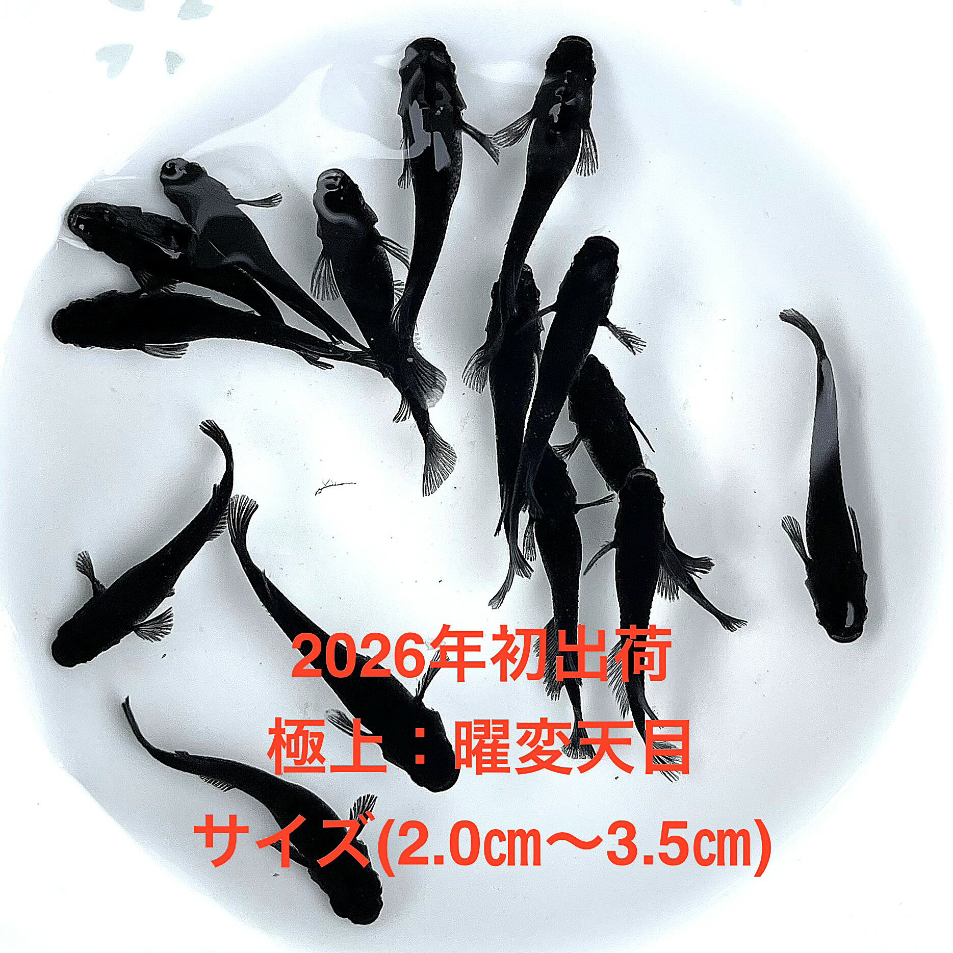 樂天商城 - ●※めだか2026年初出荷※●最新世代★極上固体★ブラック系★種親クラス★【極上：曜変天目：3ペアセット】サイズML(2.0cm～3.5cm）●●※12:00までの注文で翌日お届け※●●