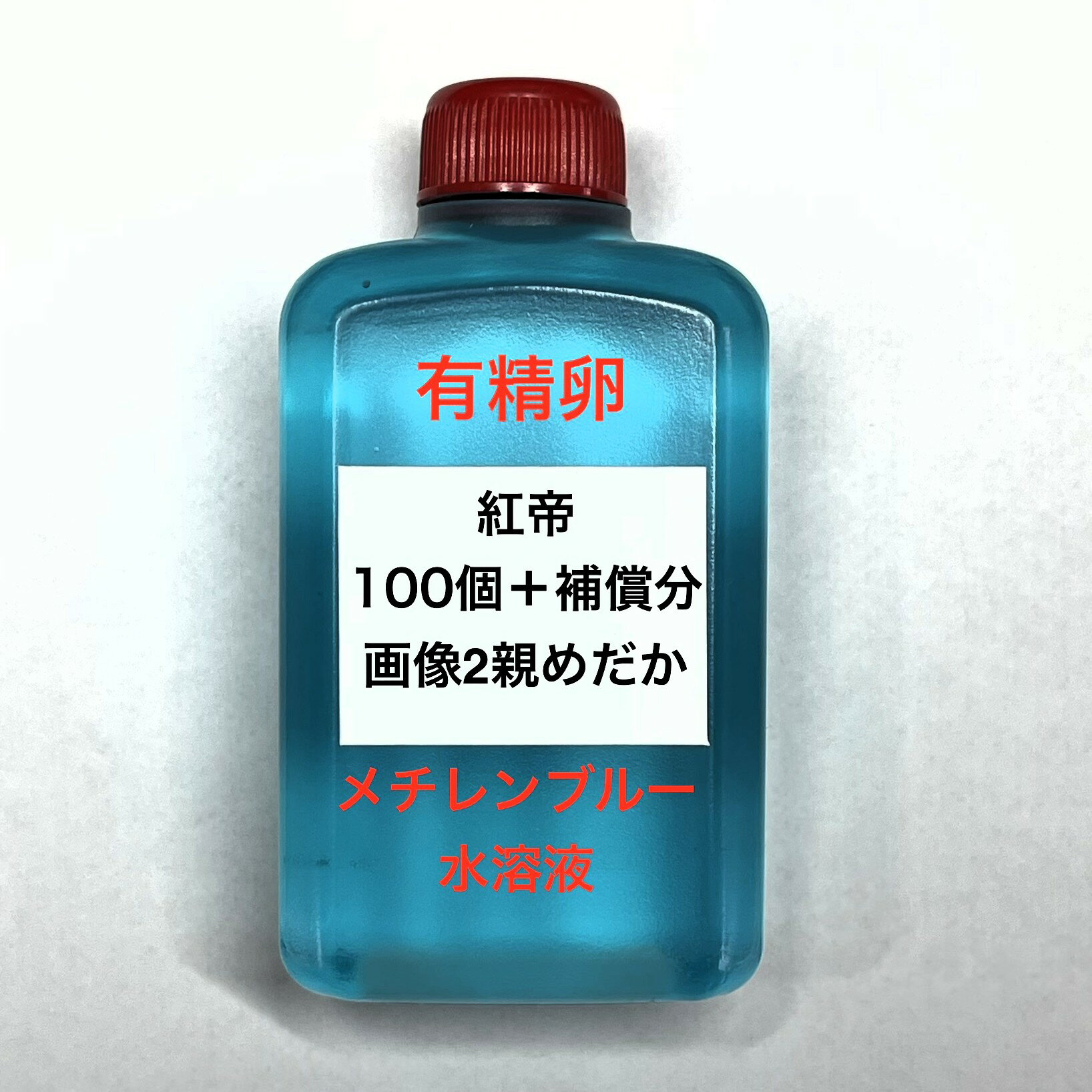 I●※メダカの卵・有精卵初出荷※●紅帝★画像2のメダカの卵【紅帝有精卵：100個＋補償分】●※ご注文確定後3日前後での発送になります※●