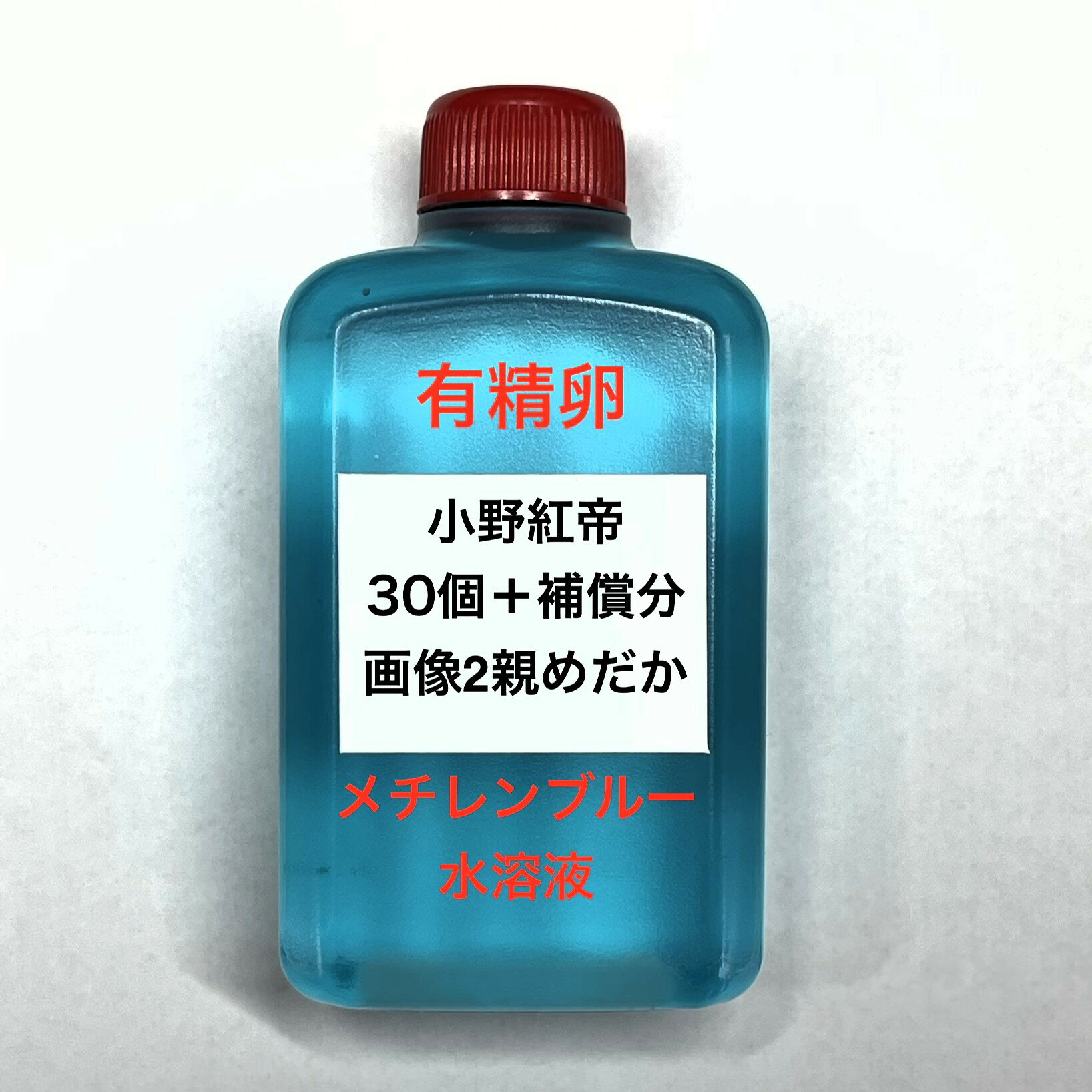 樂天商城 - J●※メダカの卵・有精卵初出荷※●小野紅帝★画像2のメダカの卵【小野紅帝有精卵：30個＋補償分】●※ご注文確定後3日前後での発送になります※●