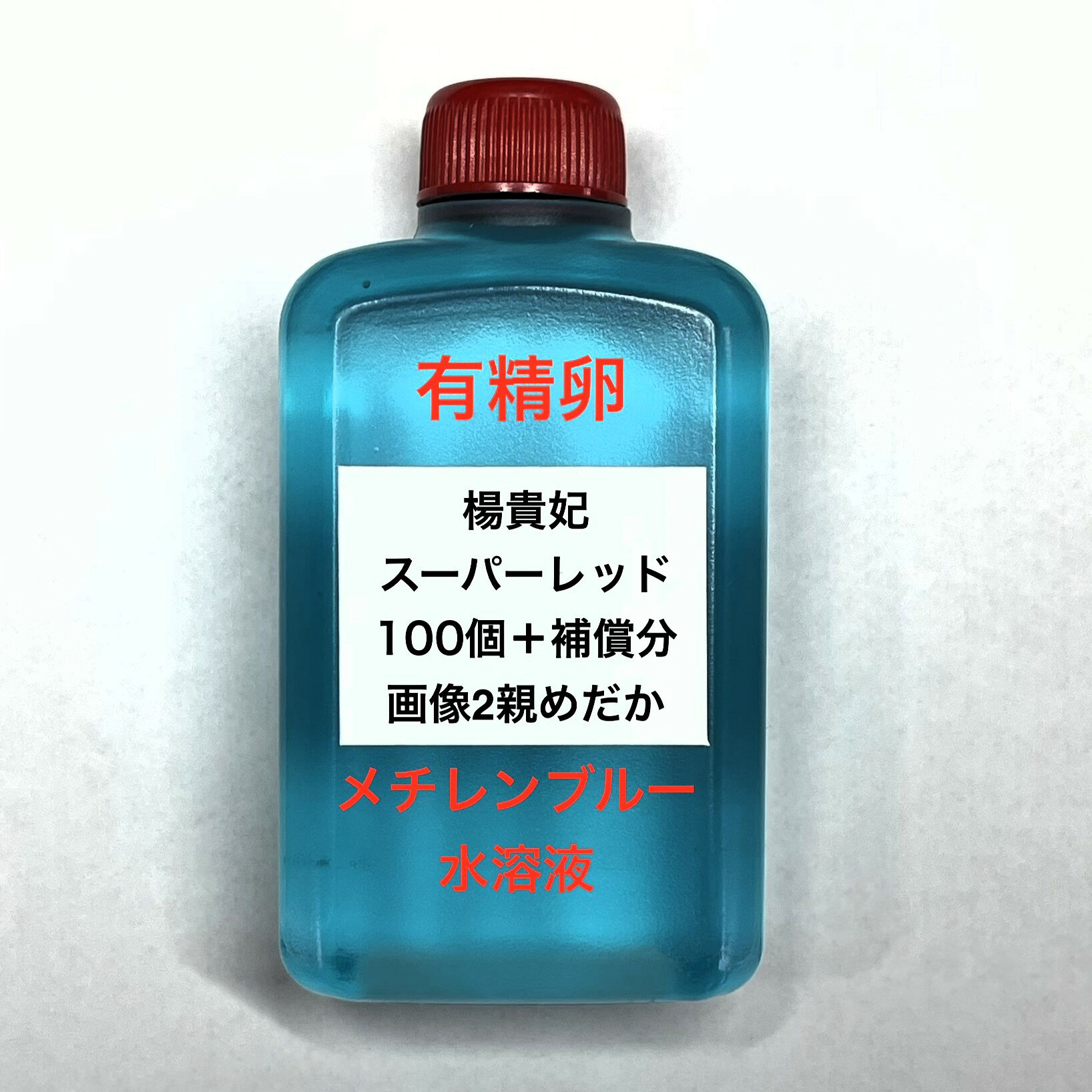 F●※メダカの卵・有精卵初出荷※●楊貴妃スーパーレッド★画像2のメダカの卵【楊貴妃スーパーレッド有精卵：100個＋補償分】●※ご注文確定後3日前後での発送になります※●