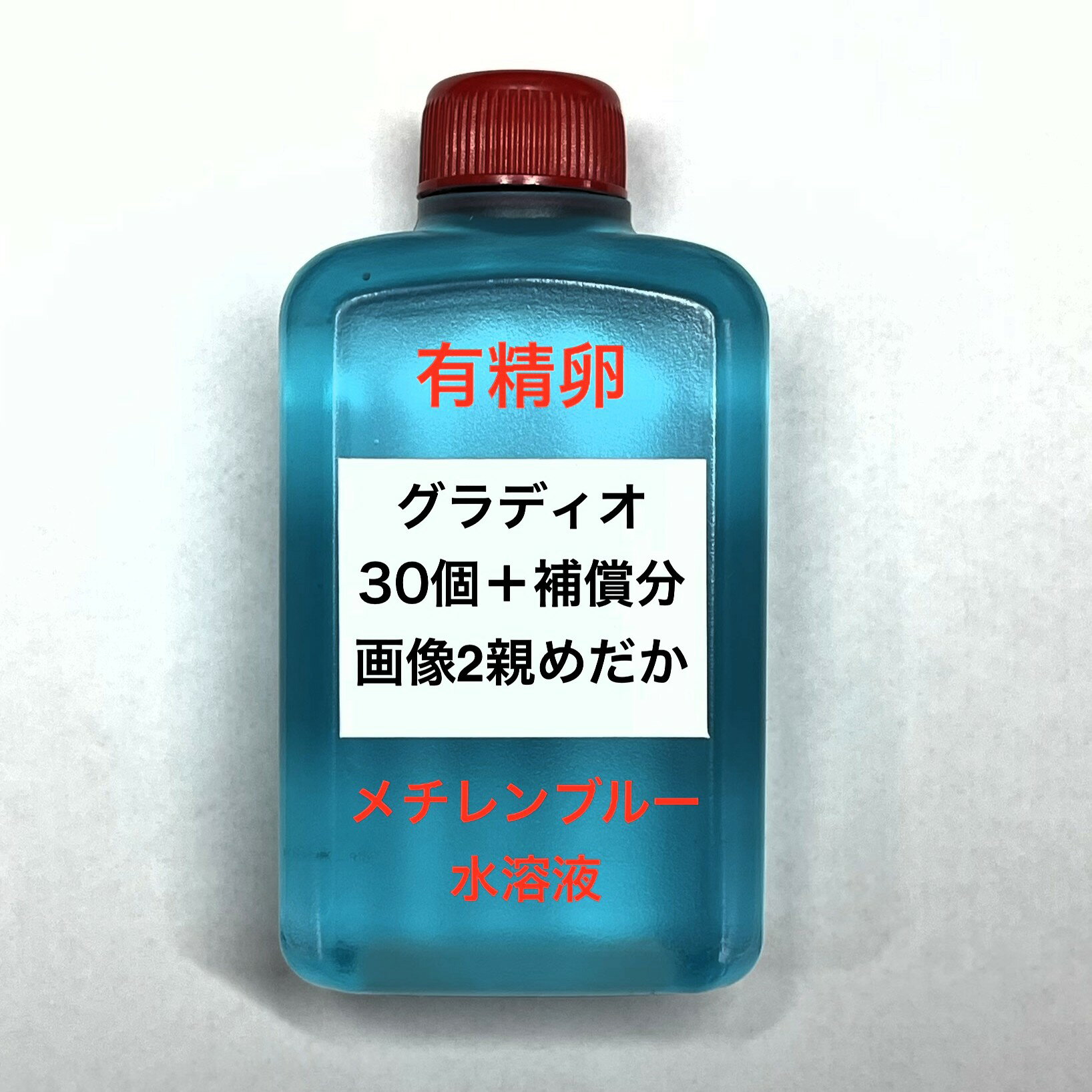 樂天商城 - O●※メダカの卵・有精卵初出荷※●グラディオ★画像2のメダカの卵【グラディオ有精卵：30個＋補償分】●※ご注文確定後3日前後での発送になります※●
