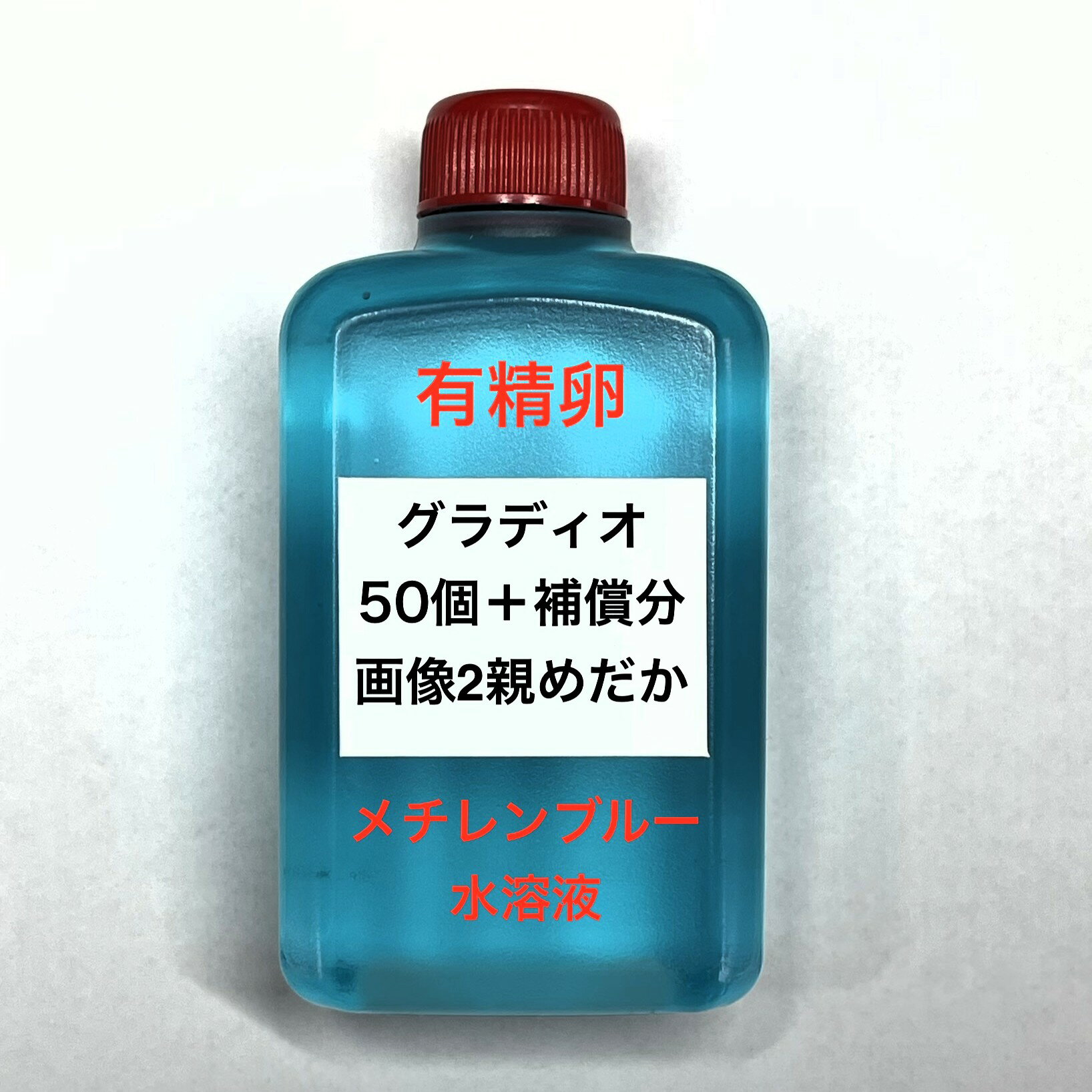 樂天商城 - O●※メダカの卵・有精卵初出荷※●グラディオ★画像2のメダカの卵【グラディオ有精卵：50個＋補償分】●※ご注文確定後3日前後での発送になります※●