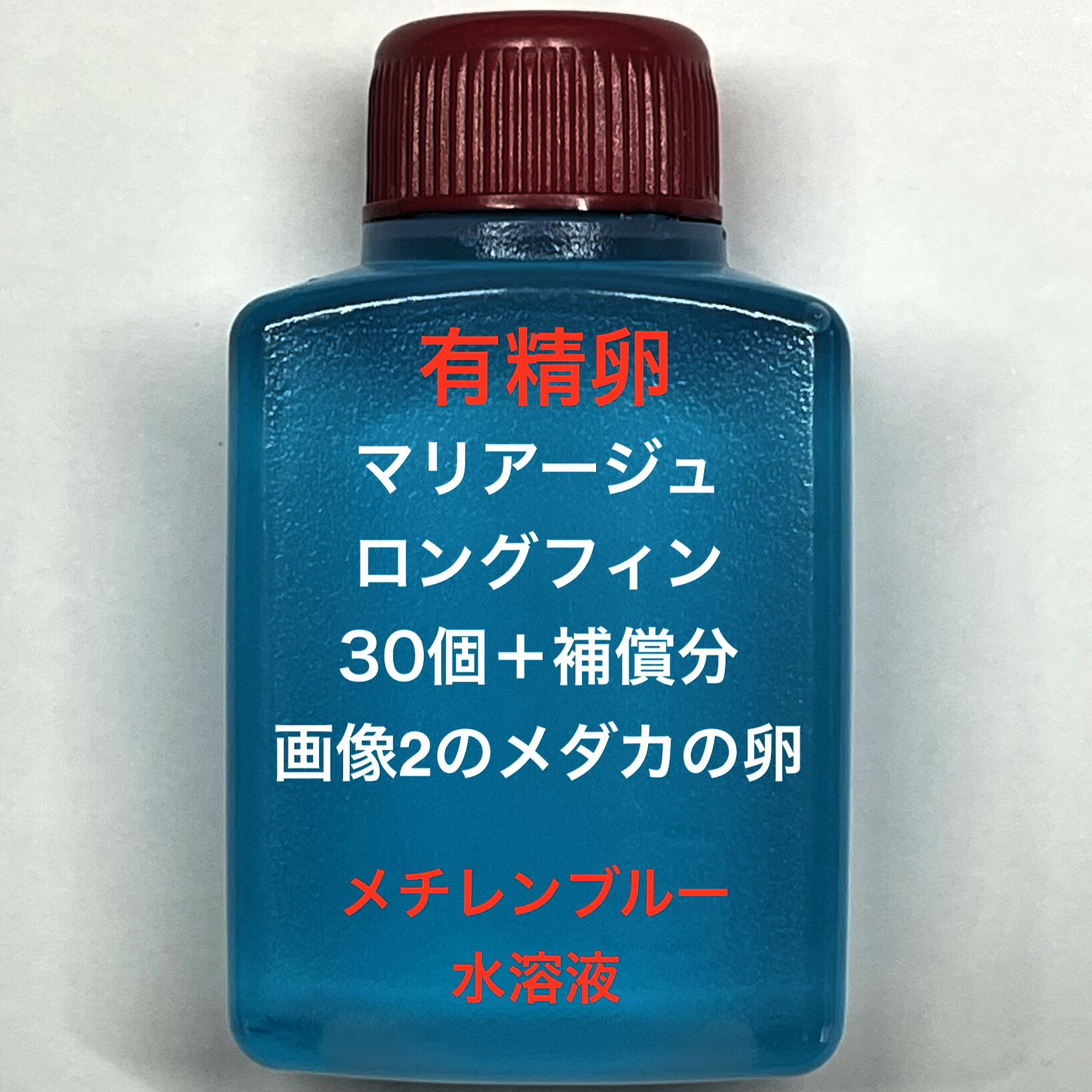 樂天商城 - Q●※メダカの卵・有精卵初出荷※●マリアージュ★画像2のメダカの卵【マリアージュロングフィン有精卵：30個＋補償分】●※ご注文確定後3日前後での発送になります※●