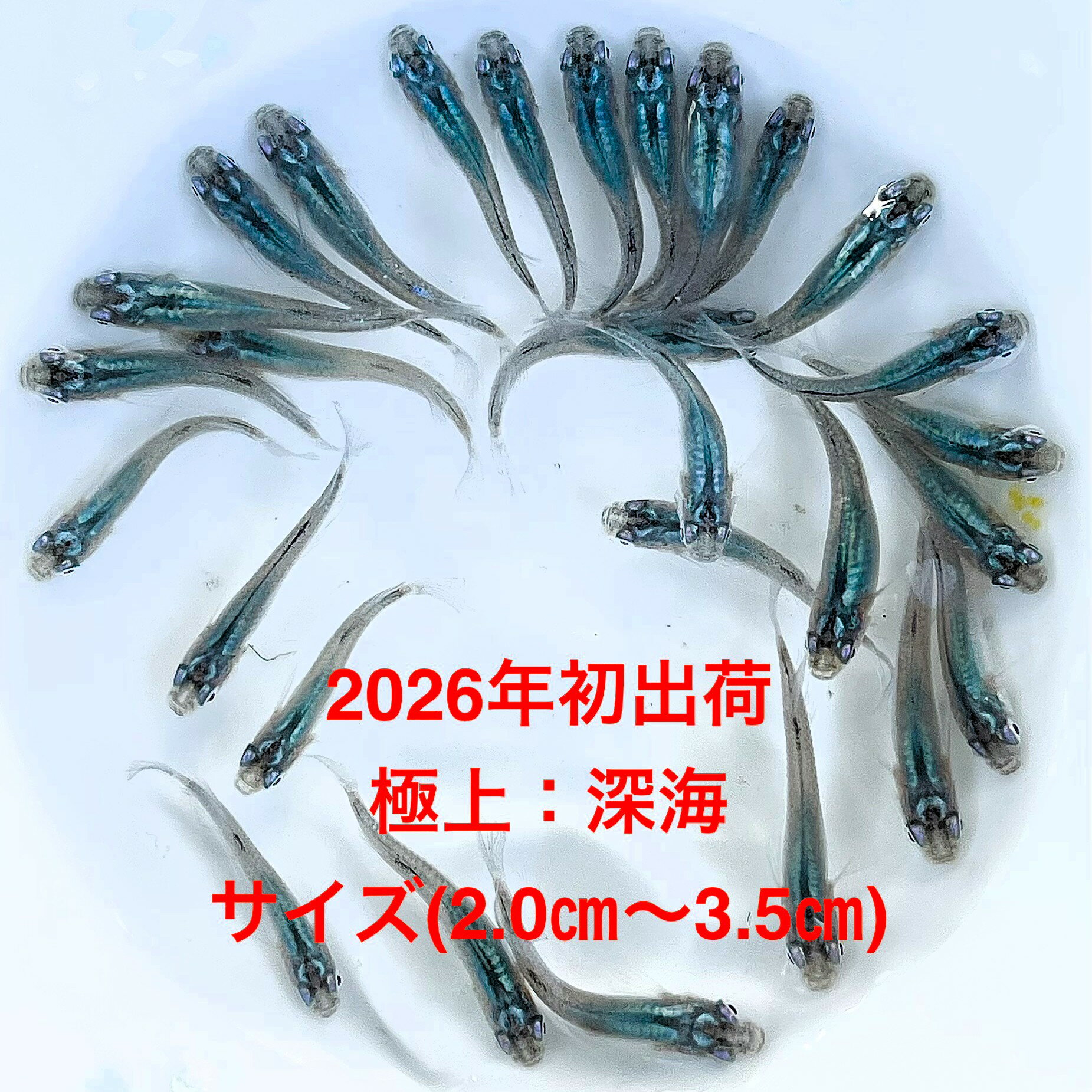 樂天商城 - ●※めだか2026年初出荷※●最新世代★極上個体★体内ブルー系★【極上：深海：5ペアセット】サイズML(3,0cm〜4,0cm)・●●※12:00までの注文で翌日お届け※●●