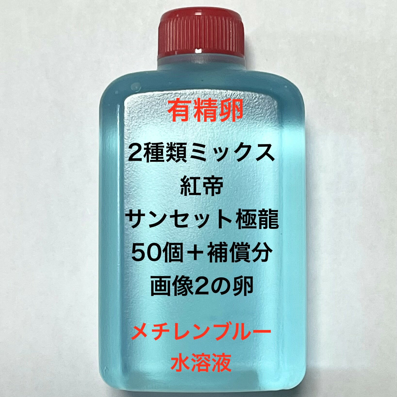 樂天商城 - R●※メダカの卵・有精卵初出荷※●2種類ミックス★画像2のメダカの卵【紅帝：サンセット極龍・有精卵：50個＋補償分】●※ご注文確定後3日前後での発送になります※●