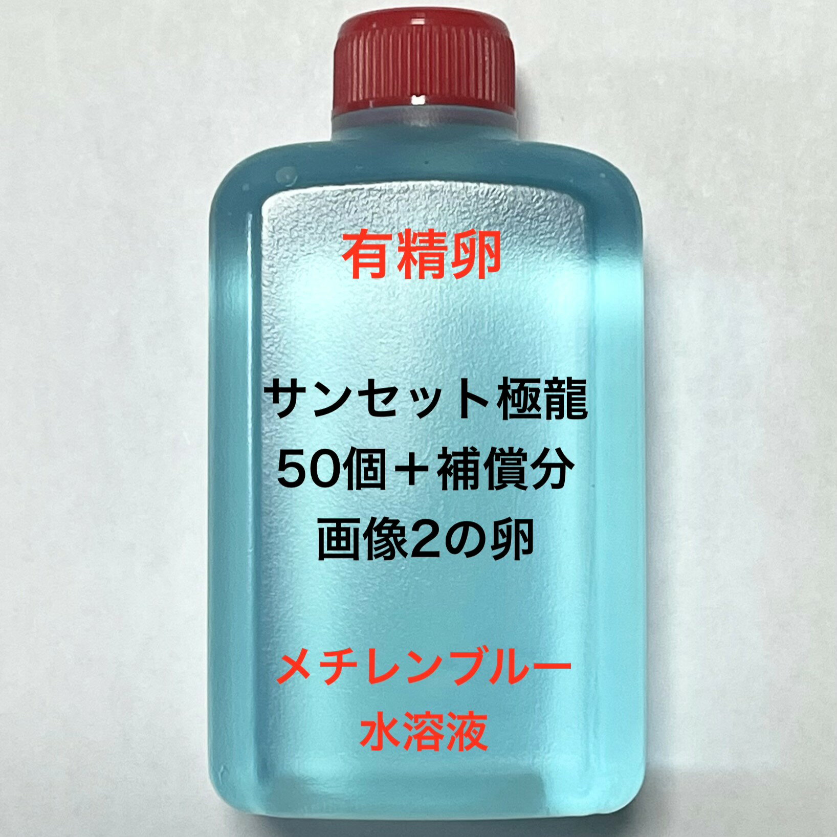L●※メダカの卵・有精卵初出荷※●サンセット極龍★画像2のメダカの卵【サンセット極龍有精卵：50個＋補償分】●※ご注文確定後3日前後での発送になります※●