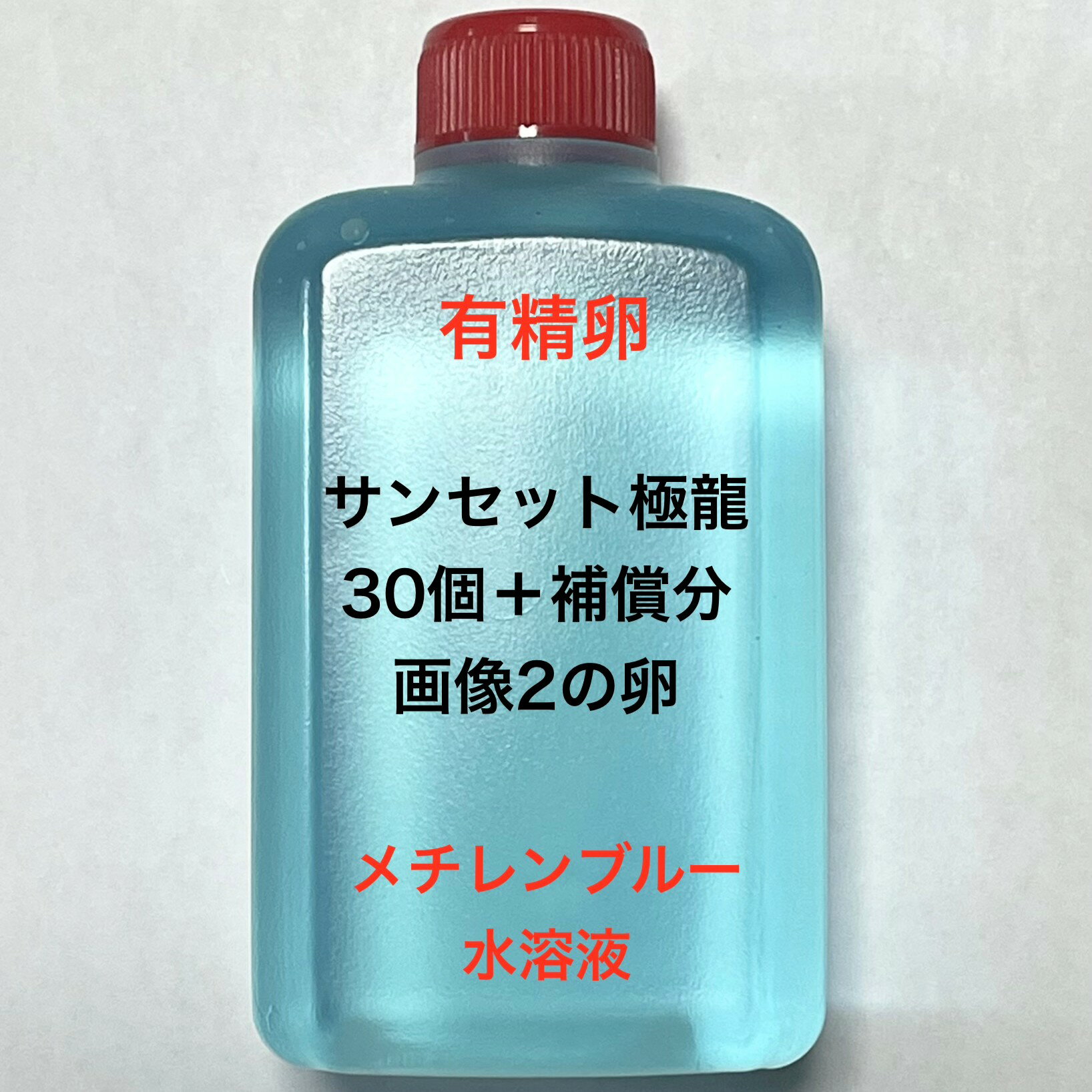 乐天商城 - L●※メダカの卵・有精卵初出荷※●サンセット極龍★画像2のメダカの卵【サンセット極龍有精卵：30個＋補償分】●※ご注文確定後3日前後での発送になります※●