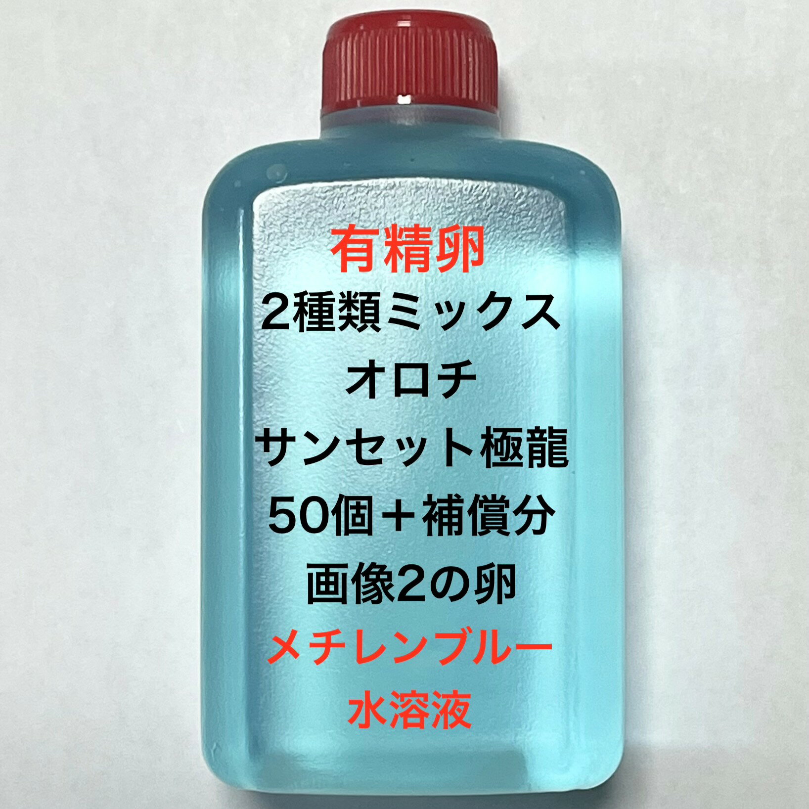 Rakuten - H●※メダカの卵・有精卵初出荷※●2種類ミックス★画像2のメダカの卵【オロチ：サンセット極龍・有精卵：50個＋補償分】●※ご注文確定後3日前後での発送になります※●