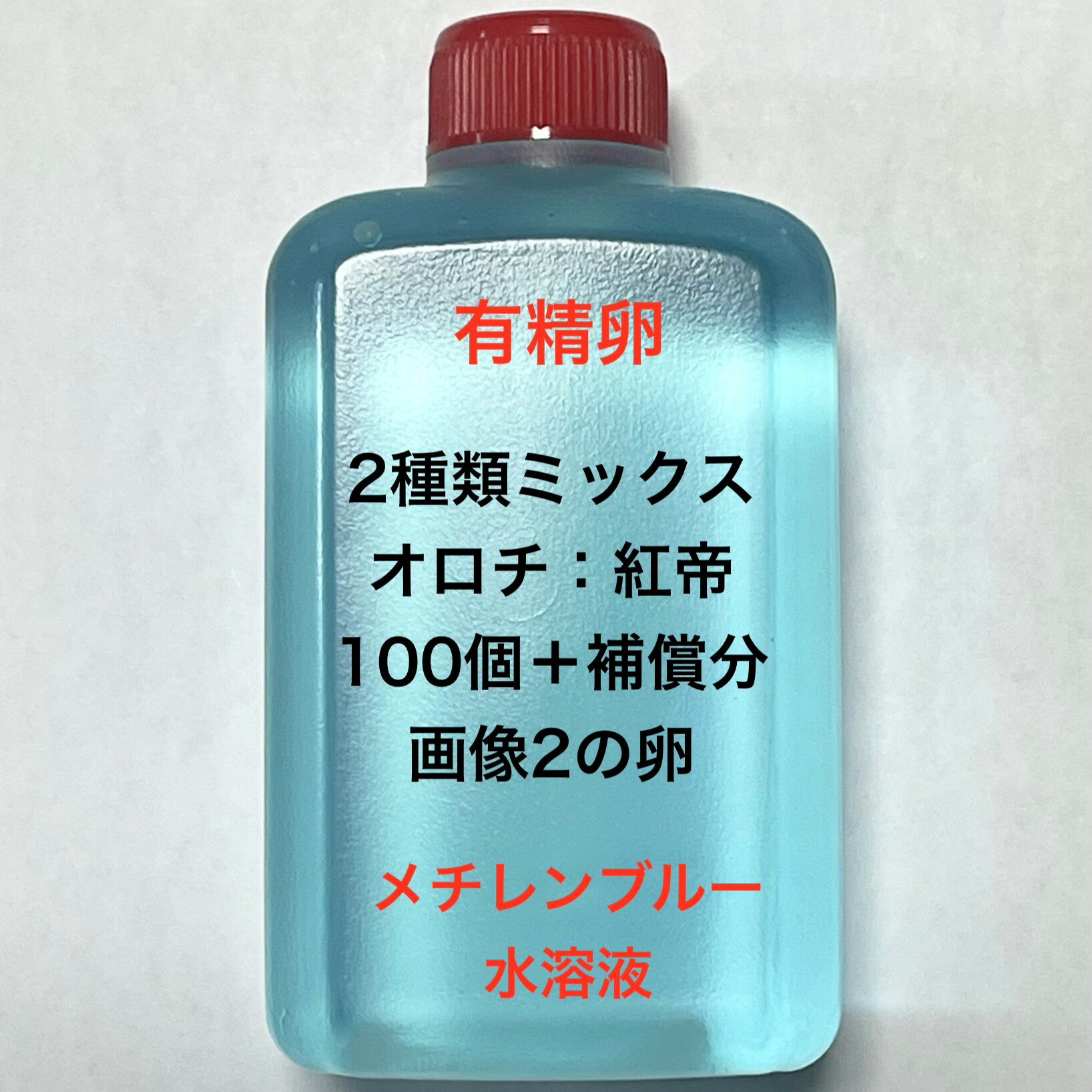 樂天商城 - Z●※メダカの卵・有精卵初出荷※●2種類ミックス★画像2のメダカの卵【オロチ：紅帝・有精卵：100個＋補償分】●※ご注文確定後3日前後での発送になります※●