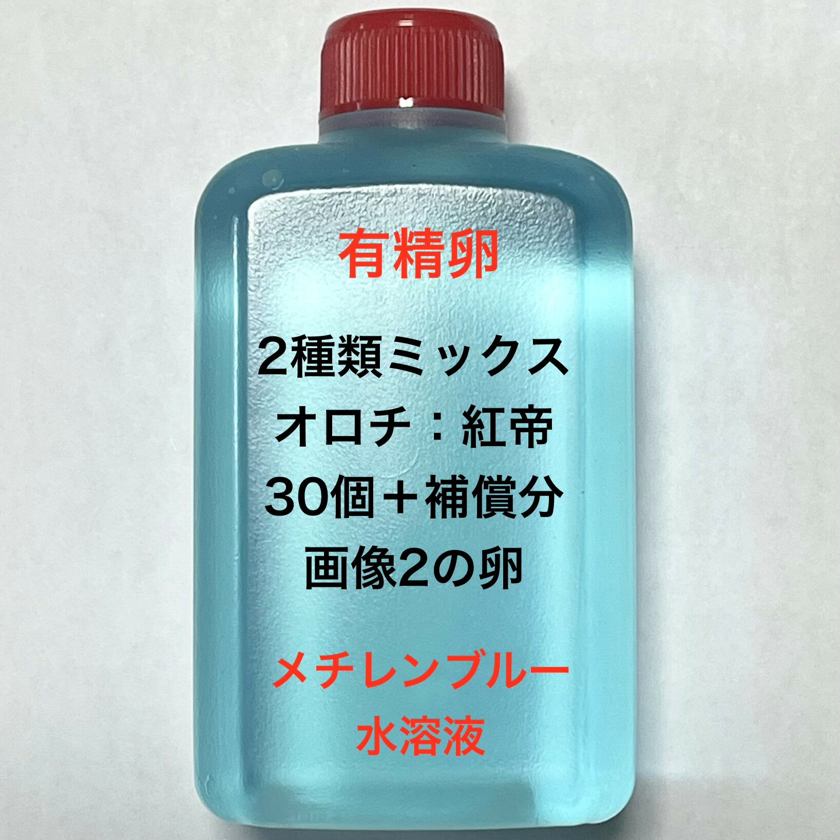 樂天商城 - Z●※メダカの卵・有精卵初出荷※●2種類ミックス★画像2のメダカの卵【オロチ：紅帝・有精卵：30個＋補償分】●※ご注文確定後3日前後での発送になります※●