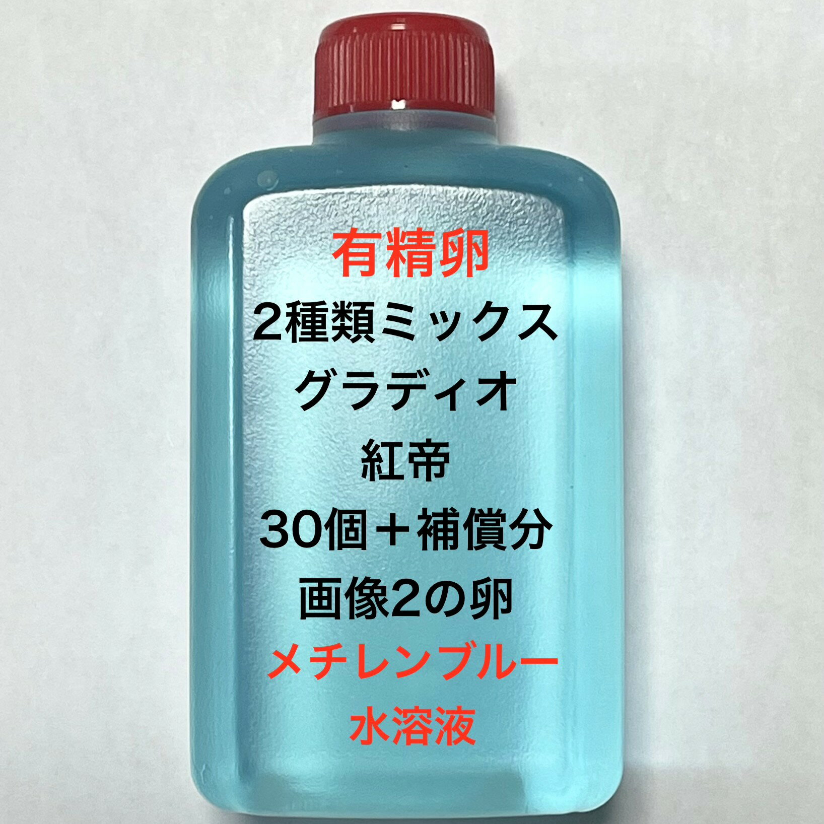 S●※メダカの卵・有精卵初出荷※●2種類ミックス★画像2.3のメダカの卵【グラディオ：紅帝・有精卵：30個＋補償分】●※ご注文確定後3日前後での発送になります※●