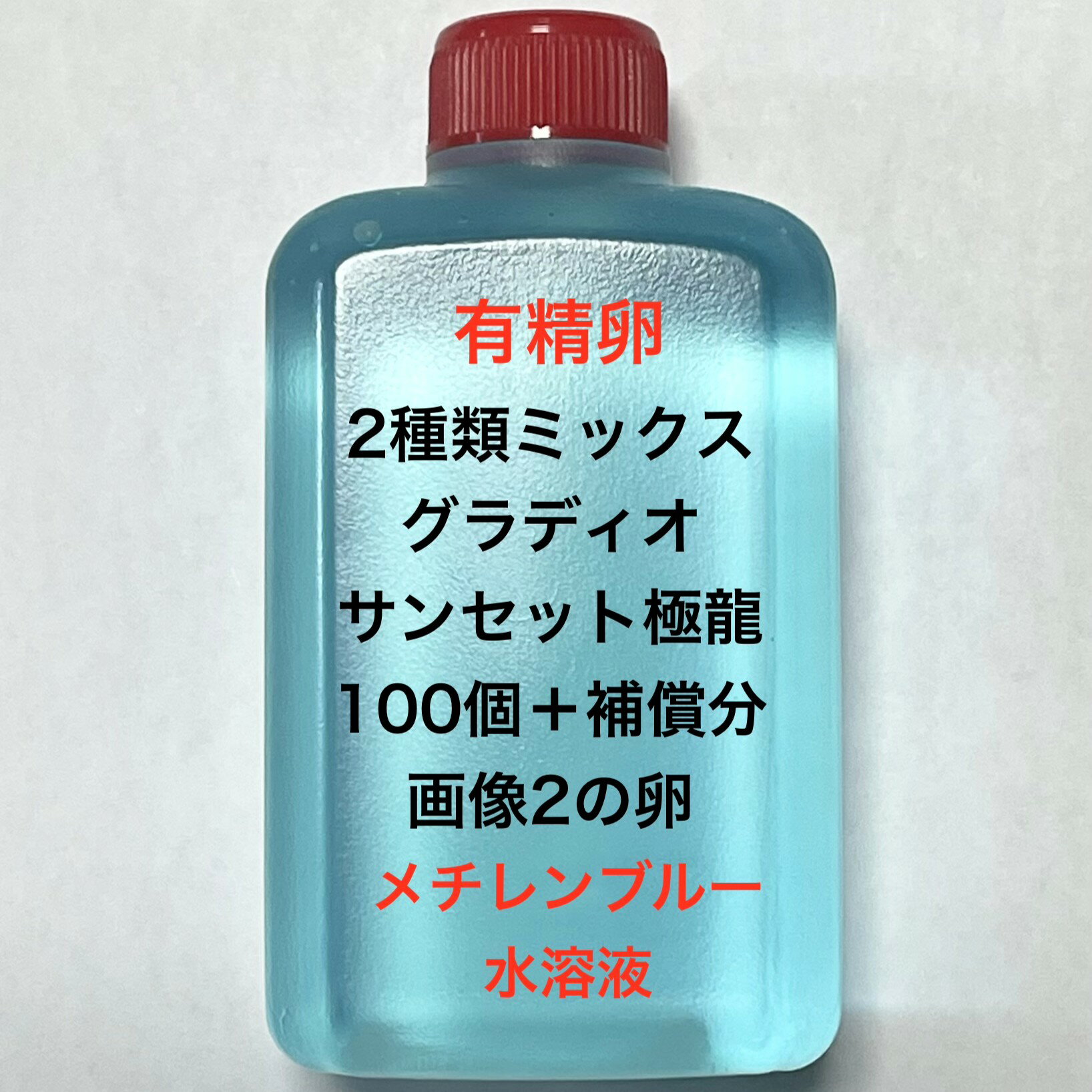 樂天商城 - B●※メダカの卵・有精卵初出荷※●2種類ミックス★画像2.3のメダカの卵【グラディオ：サンセット極龍・有精卵：100個＋補償分】●※ご注文確定後3日前後での発送になります※●