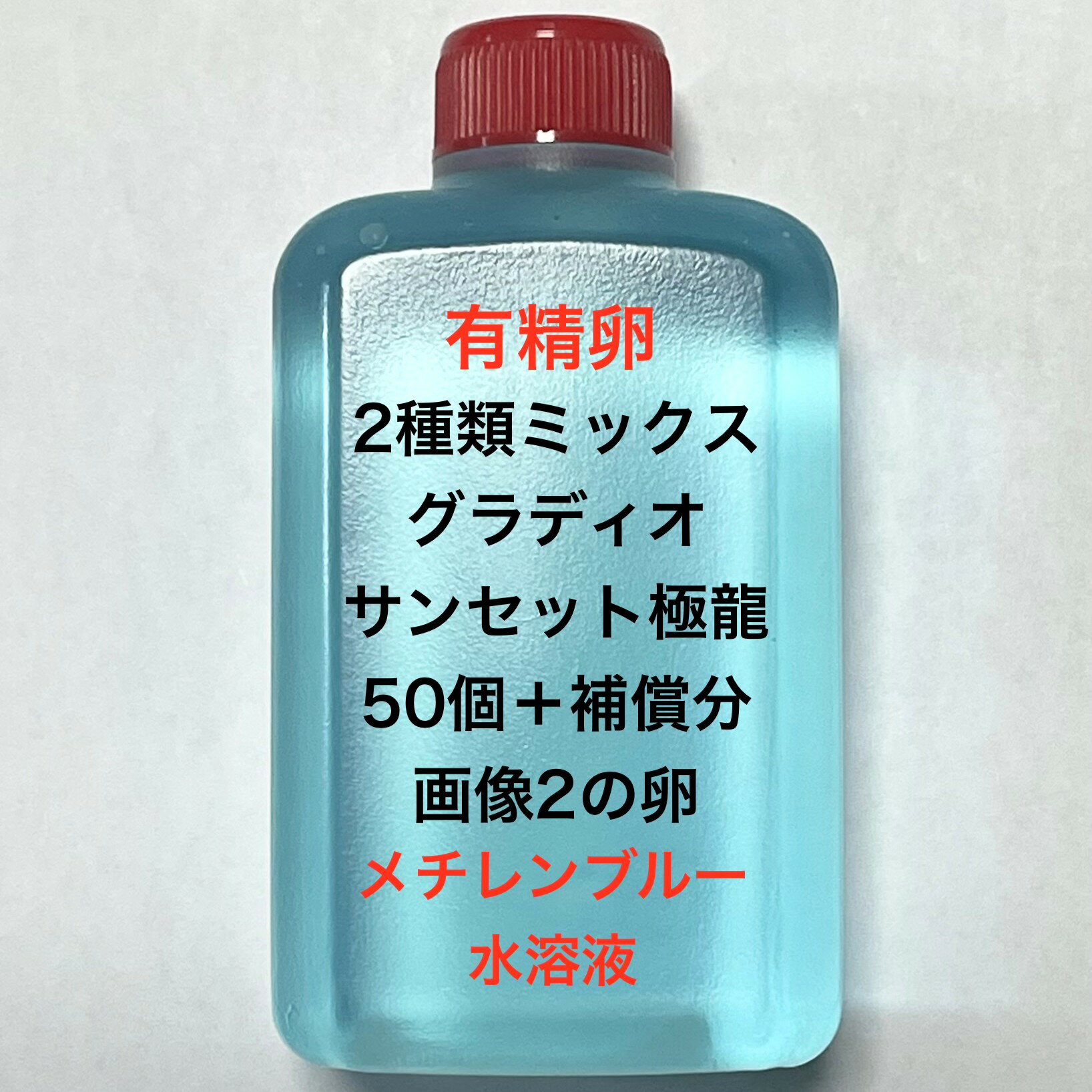 樂天商城 - B●※メダカの卵・有精卵初出荷※●2種類ミックス★画像2.3のメダカの卵【グラディオ：サンセット極龍・有精卵：50個＋補償分】●※ご注文確定後3日前後での発送になります※●