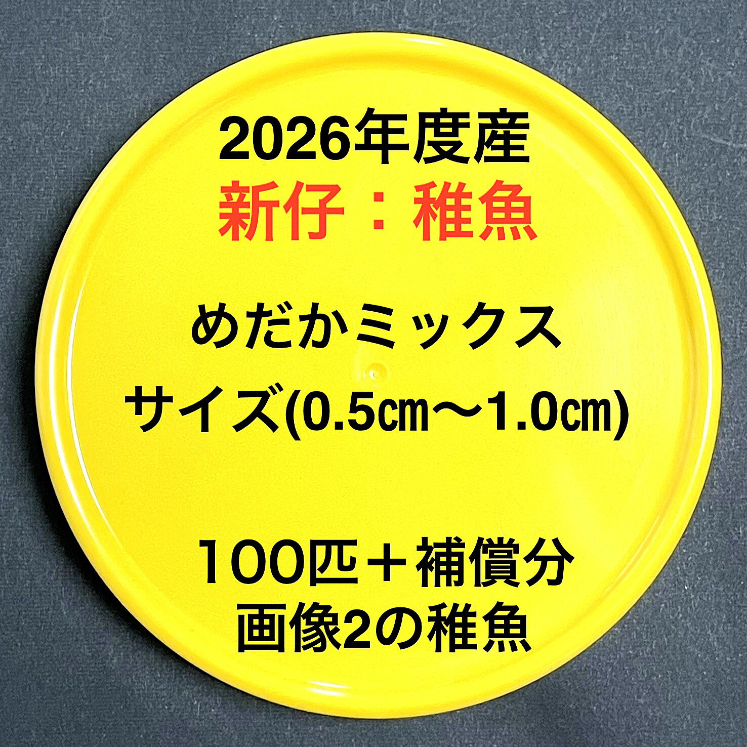 樂天商城 - N1●※メダカ稚魚初出荷※●2026年度産●メダカミックス★画像2のメダカの稚魚【100匹＋補償分】サイズ(0.5cm～1.0cm）●※ご注文確定後3日前後での発送になります※●