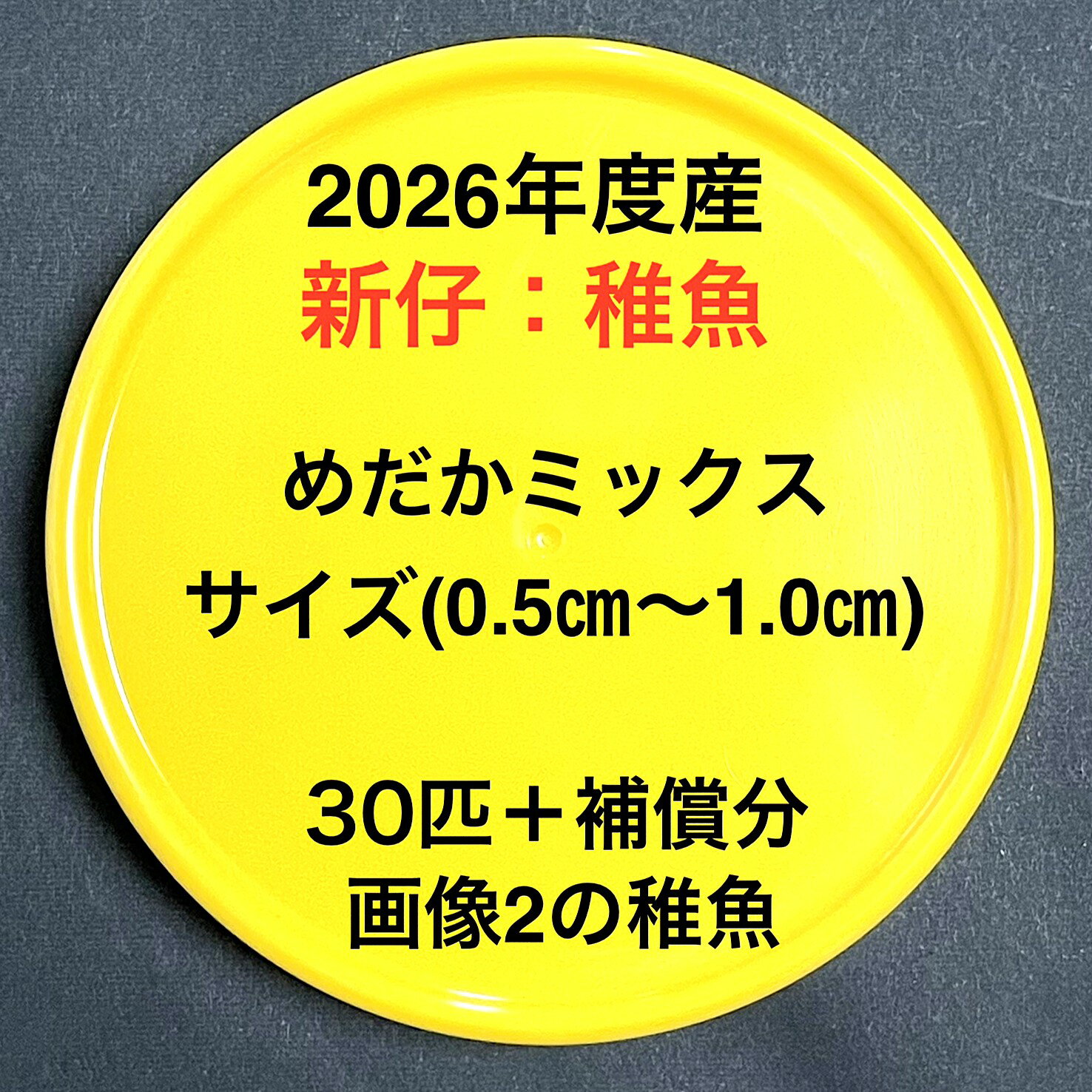 樂天商城 - E1●※メダカ稚魚初出荷※●2026年度産●メダカミックス★画像2のメダカの稚魚【30匹＋補償分】サイズ(0.5cm～1.0cm）●※ご注文確定後3日前後での発送になります※●