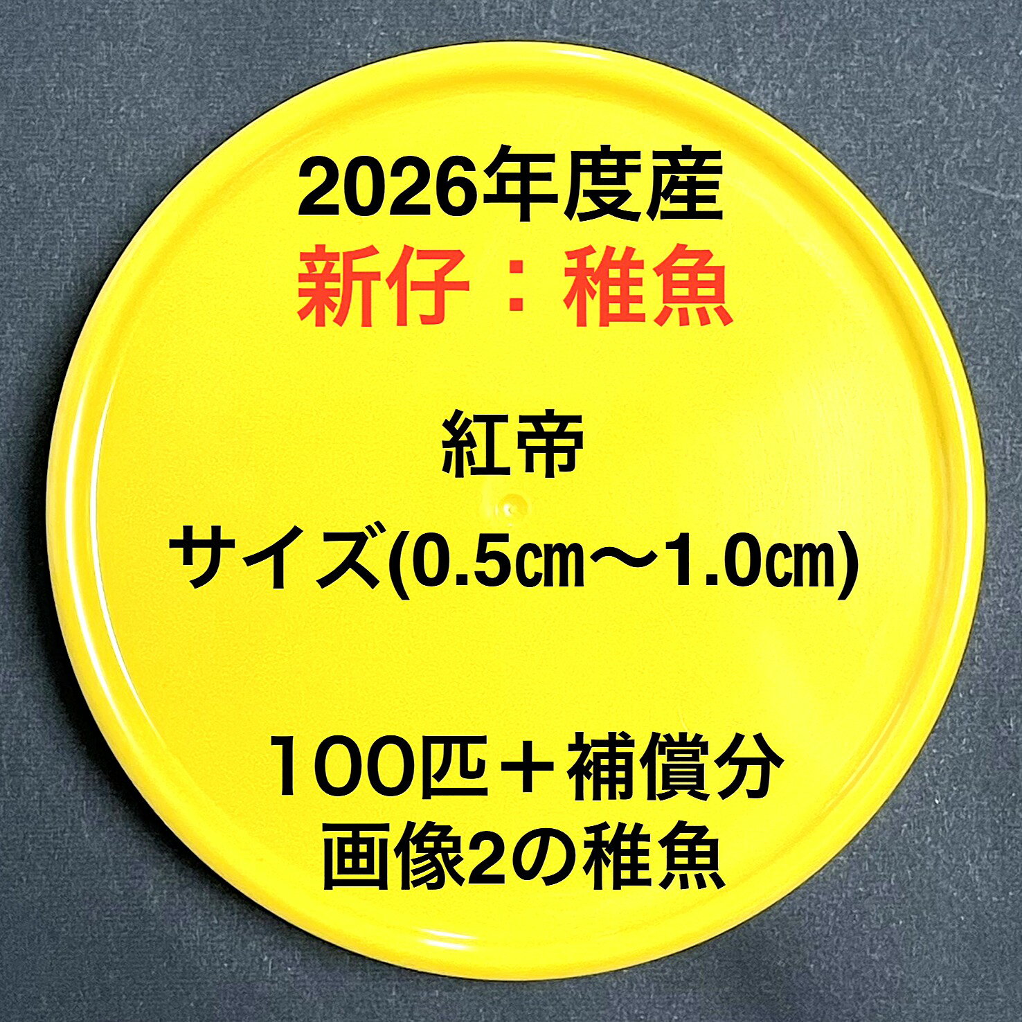 樂天商城 - F1●※メダカ稚魚初出荷※●2026年度産●極上：極赤★画像2のメダカの稚魚【紅帝：100匹＋補償分】サイズ(0.5cm～1.0cm）●※ご注文確定後3日前後での発送になります※●