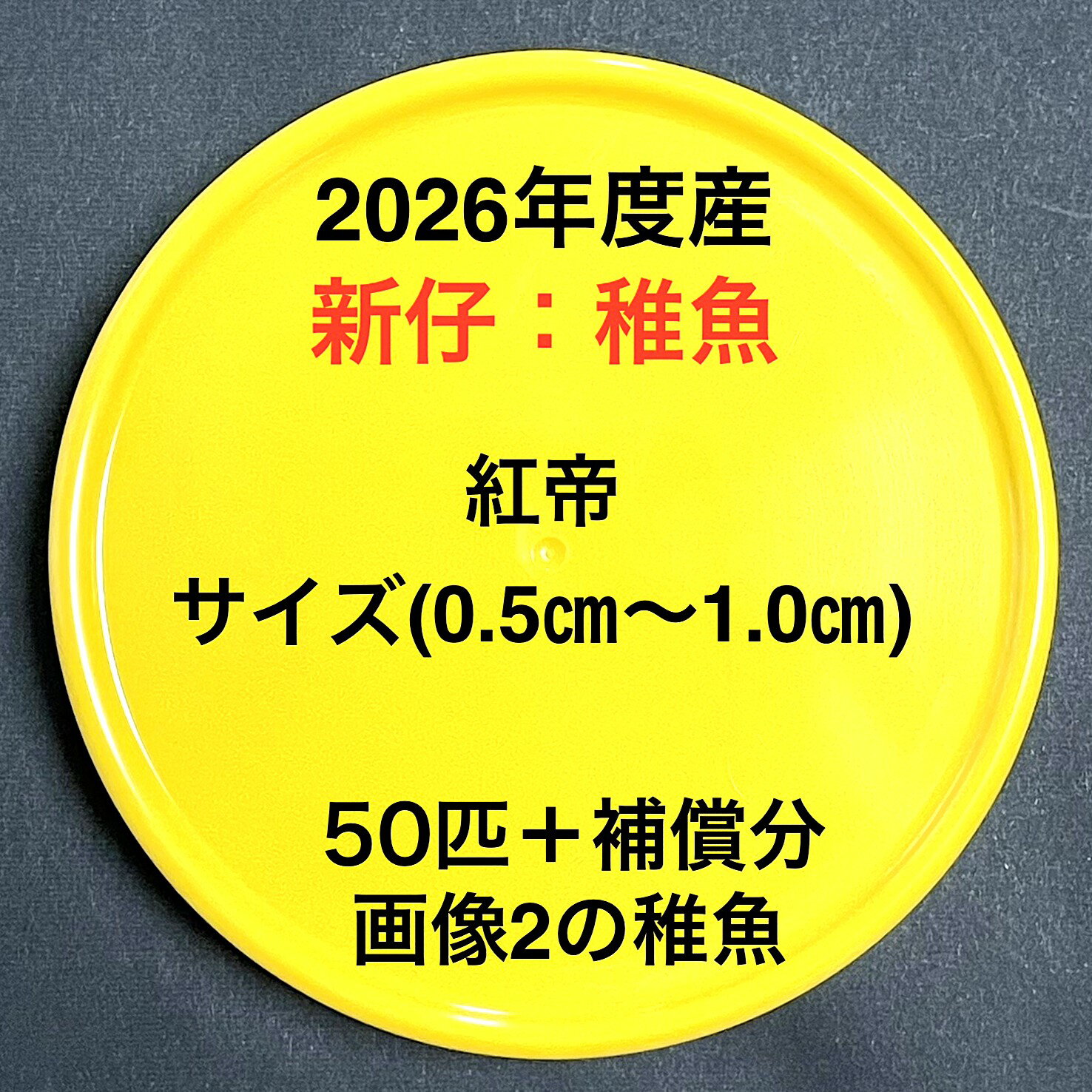 樂天商城 - F1●※メダカ稚魚初出荷※●2026年度産●極上：極赤★画像2のメダカの稚魚【紅帝：50匹＋補償分】サイズ(0.5cm～1.0cm）●※ご注文確定後3日前後での発送になります※●