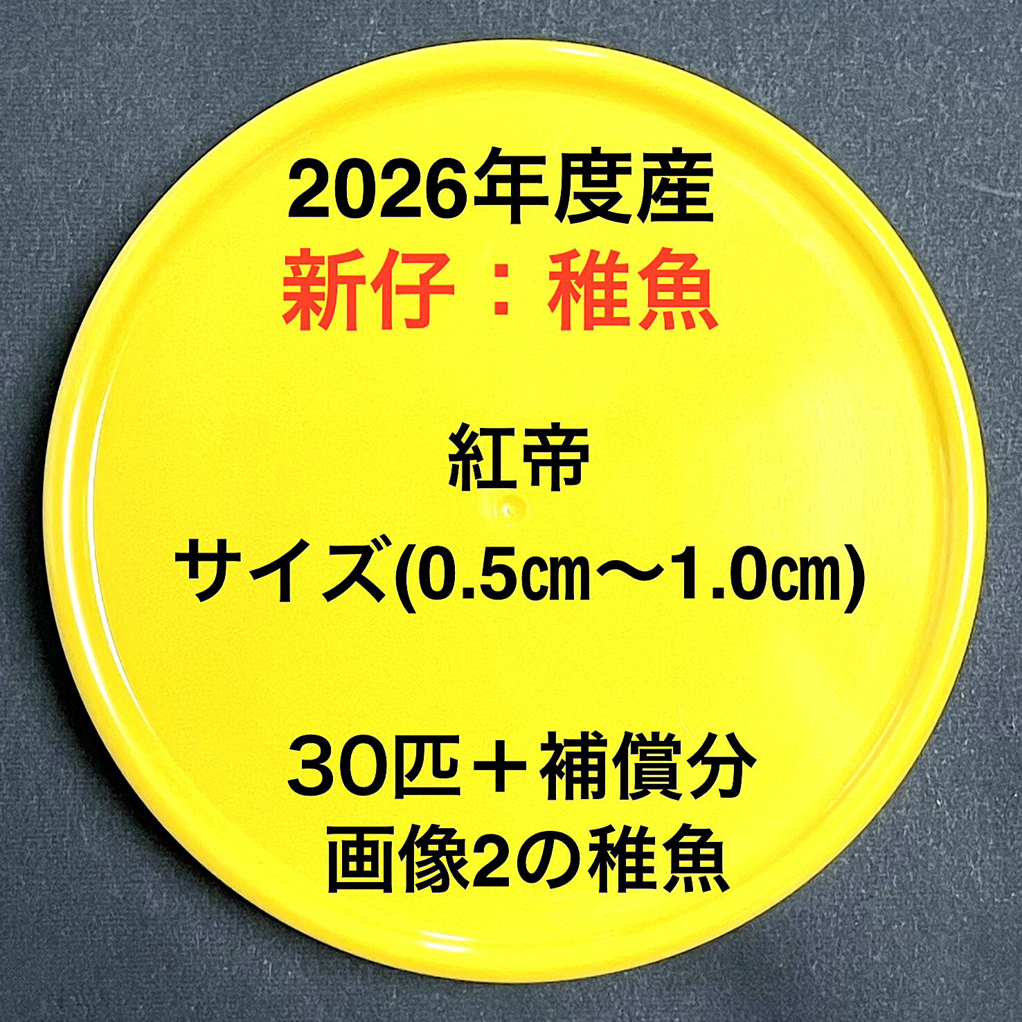 樂天商城 - F1●※メダカ稚魚初出荷※●2026年度産●極上：極赤★画像2のメダカの稚魚【紅帝：30匹＋補償分】サイズ(0.5cm～1.0cm）●※ご注文確定後3日前後での発送になります※●