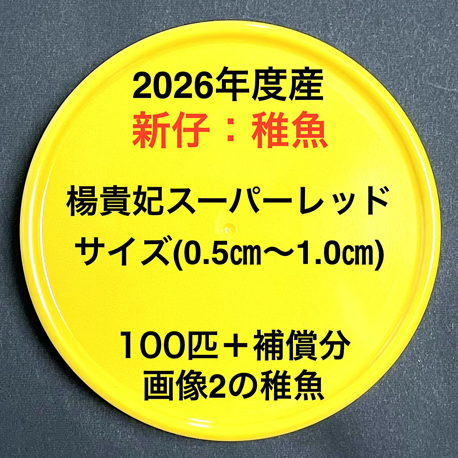 樂天商城 - P1●※メダカ稚魚初出荷※●2026年度産●極上：極赤★画像2のメダカの稚魚【楊貴妃スーパーレッド：100匹＋補償分】サイズ(0.5cm～1.0cm）●※ご注文確定後3日前後での発送になります※●