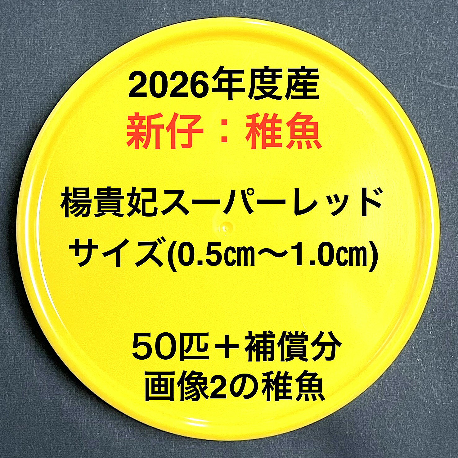 P1●※メダカ稚魚初出荷※●2026年度産●極上：極赤★画像2のメダカの稚魚【楊貴妃スーパーレッド：50匹＋補償分】サイズ(0.5cm～1.0cm）●※ご注文確定後3日前後での発送になります※●