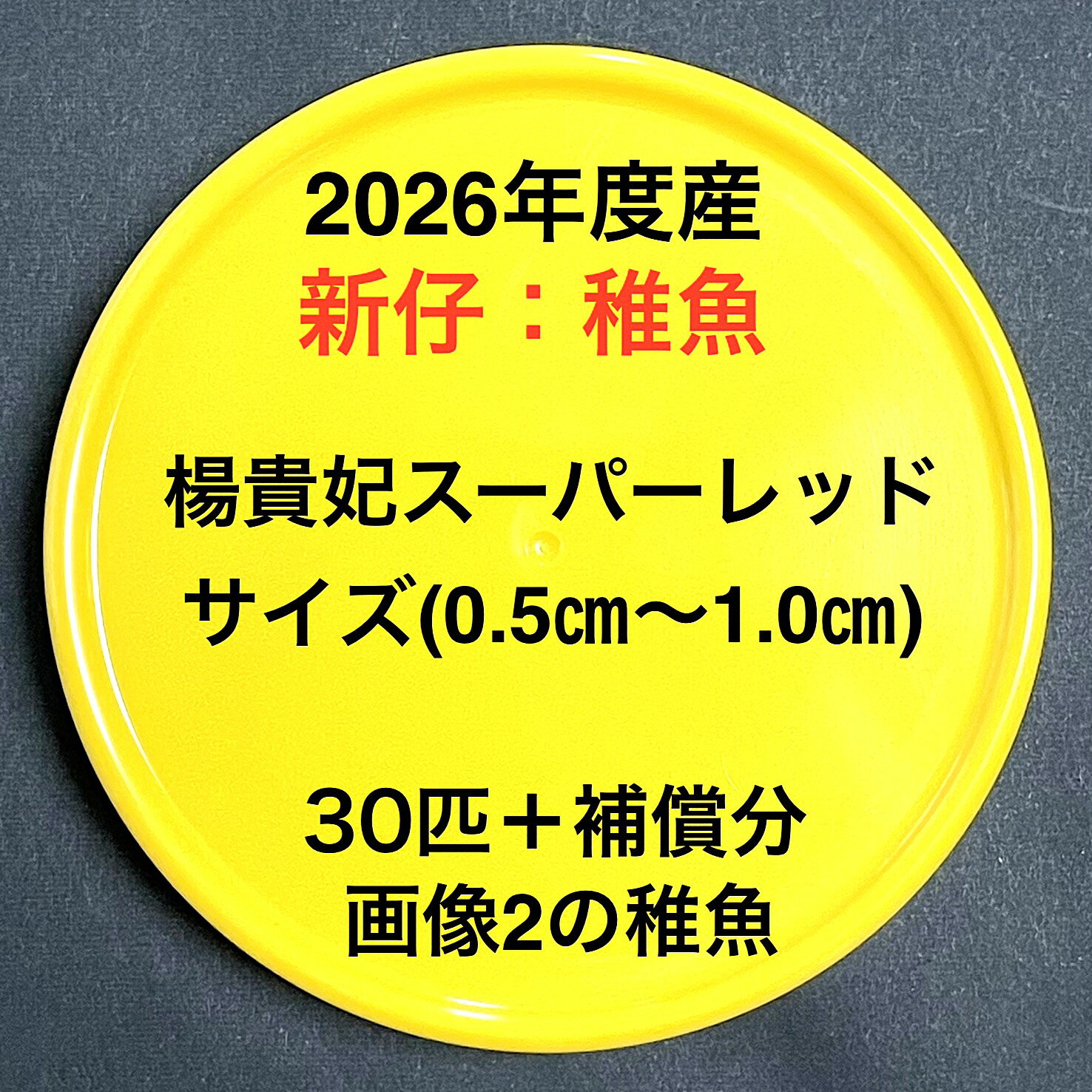 P1●※メダカ稚魚初出荷※●2026年度産●極上：極赤★画像2のメダカの稚魚【楊貴妃スーパーレッド：30匹＋補償分】サイズ(0.5cm～1.0cm）●※ご注文確定後3日前後での発送になります※●