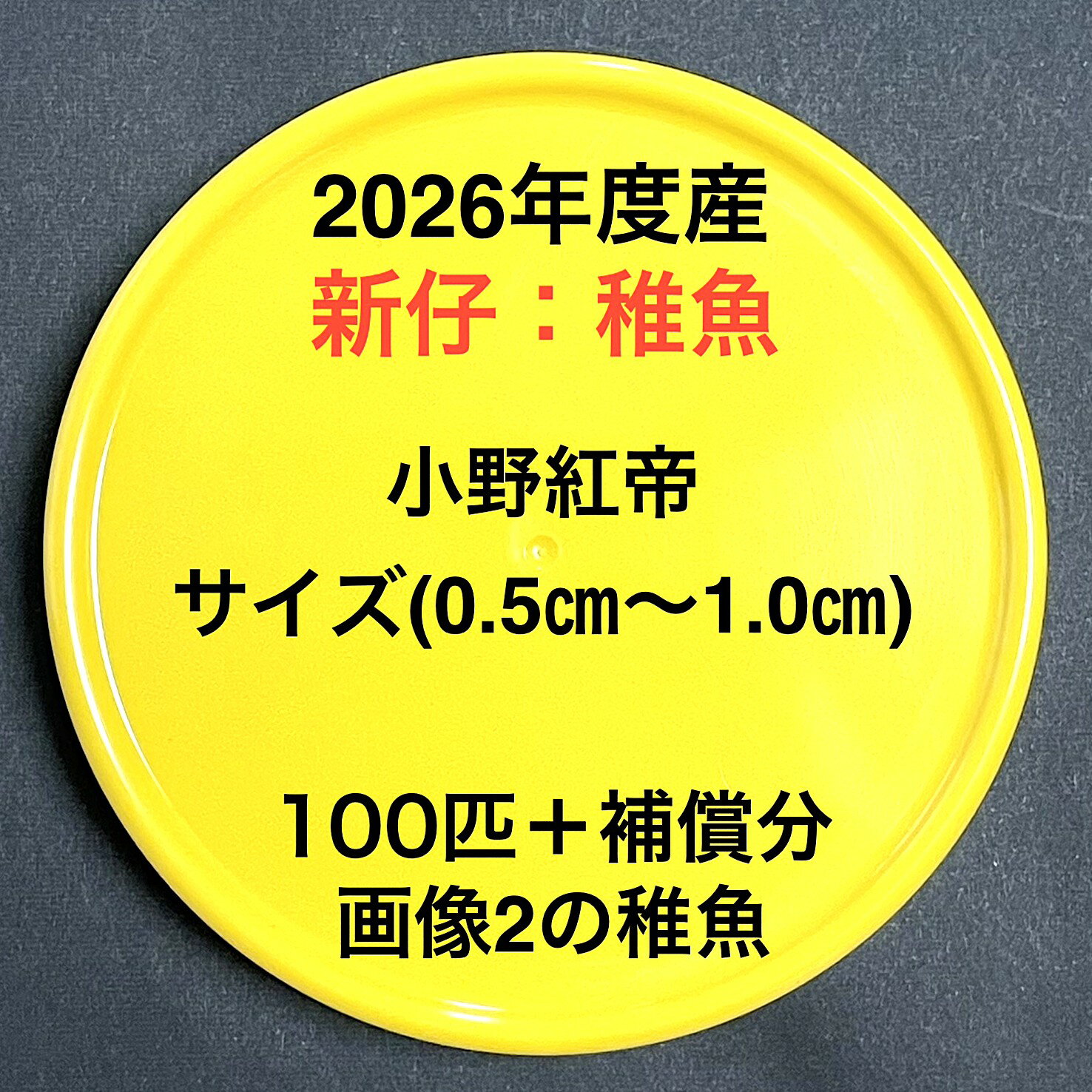樂天商城 - J1●※メダカ稚魚初出荷※●2026年度産●極上：極赤★画像2のメダカの稚魚【小野紅帝：100匹＋補償分】サイズ(0.5cm～1.0cm）●※ご注文確定後3日前後での発送になります※●