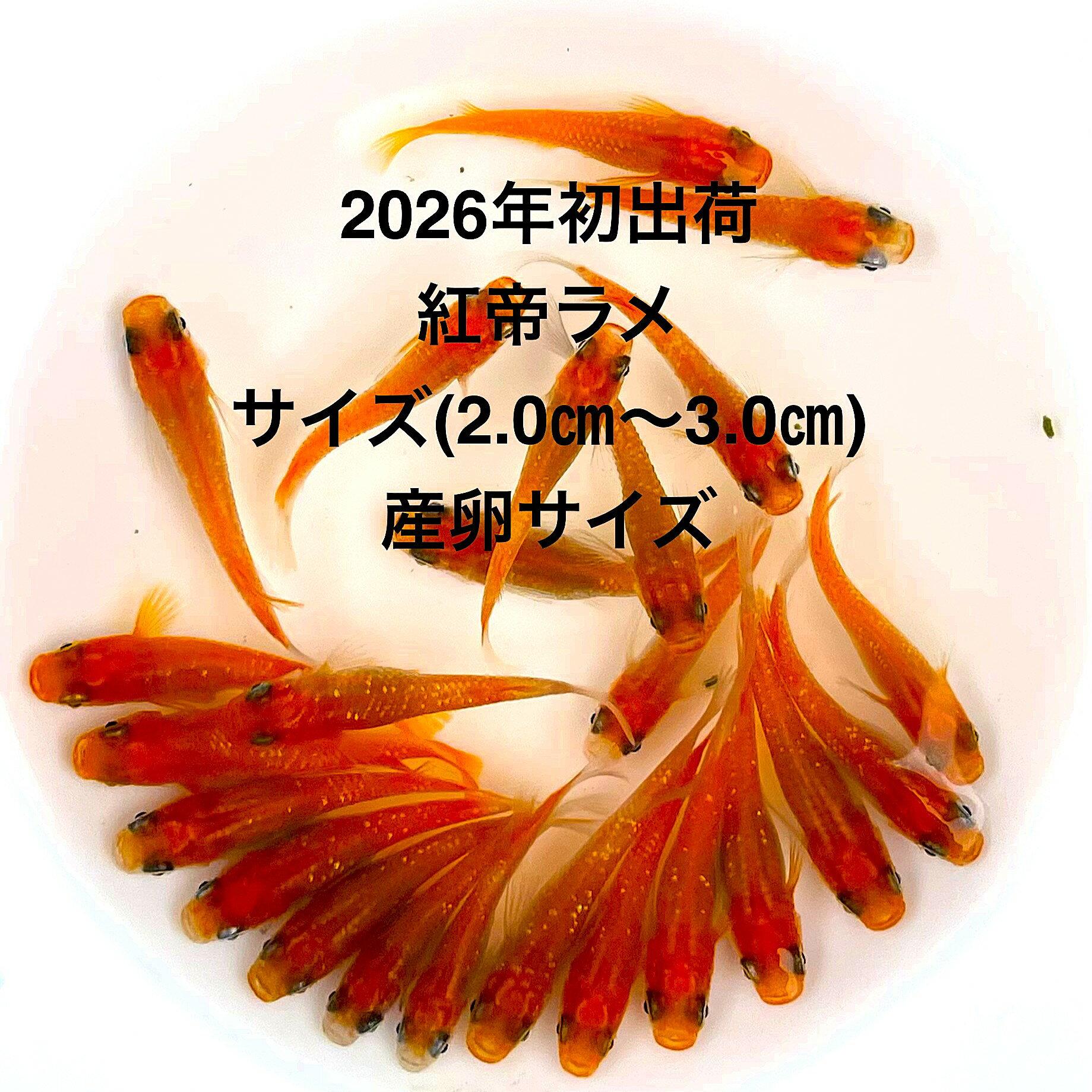 樂天商城 - ●※めだか2026年初出荷※●最新世代★極上極赤★レッド系★種親クラス★【紅帝ラメ：5ペアセット】サイズML(2.0cm～3.0cm）●●※12:00までの注文で翌日お届け※●●
