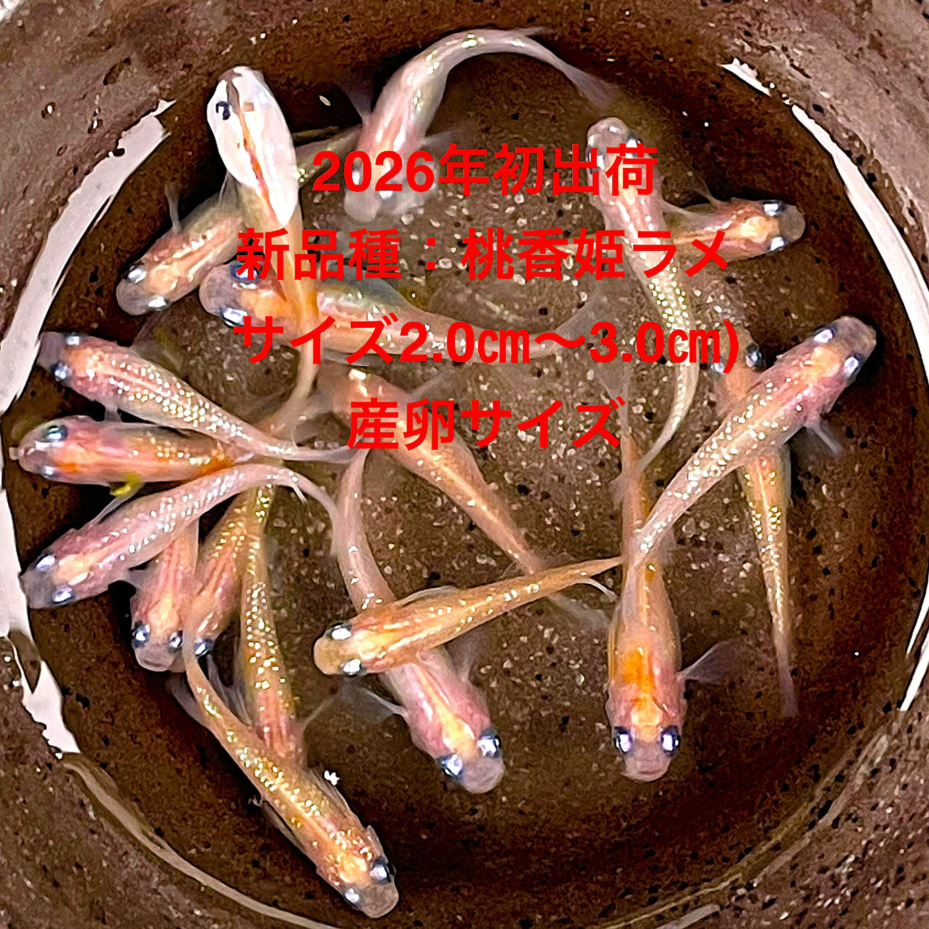 樂天商城 - ●※めだか2026年初出荷※新品種●最新世代★極上★ピンクサファイア系★種親クラス★【新品種：桃香姫ラメ：3ペアセット】サイズML(2.0cm～3.0cm）●●※12:00までの注文で翌日お届け※●●