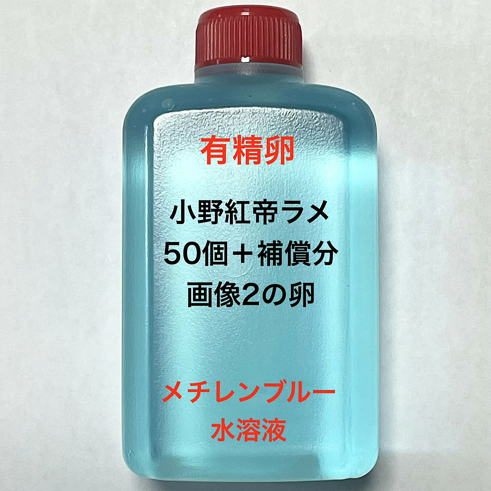 樂天商城 - H●※メダカの卵・有精卵初出荷※●小野紅帝ラメ★画像2のメダカの卵【小野紅帝ラメ有精卵：50個＋補償分】●※ご注文確定後3日前後での発送になります※●