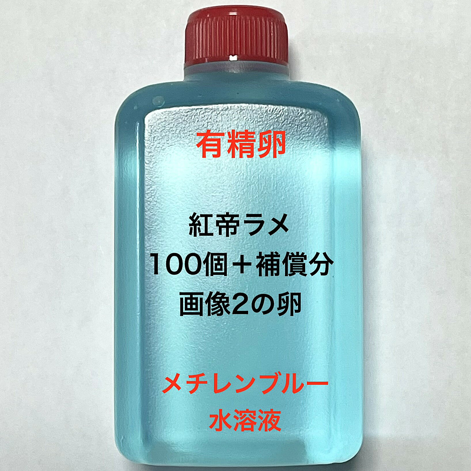 樂天商城 - U●※メダカの卵・有精卵初出荷※●紅帝ラメ★画像2のメダカの卵【紅帝ラメ有精卵：100個＋補償分】●※ご注文確定後3日前後での発送になります※●