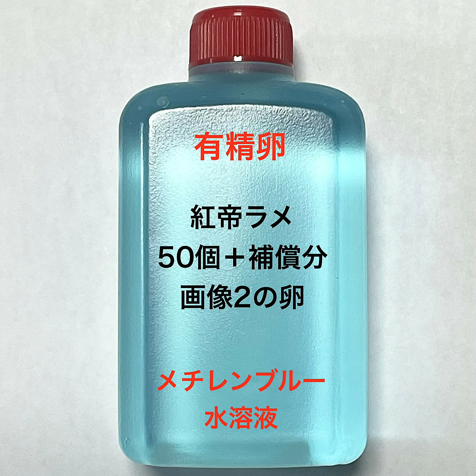 U●※メダカの卵・有精卵初出荷※●紅帝ラメ★画像2のメダカの卵【紅帝ラメ有精卵：50個＋補償分】●※ご注文確定後3日前後での発送になります※●