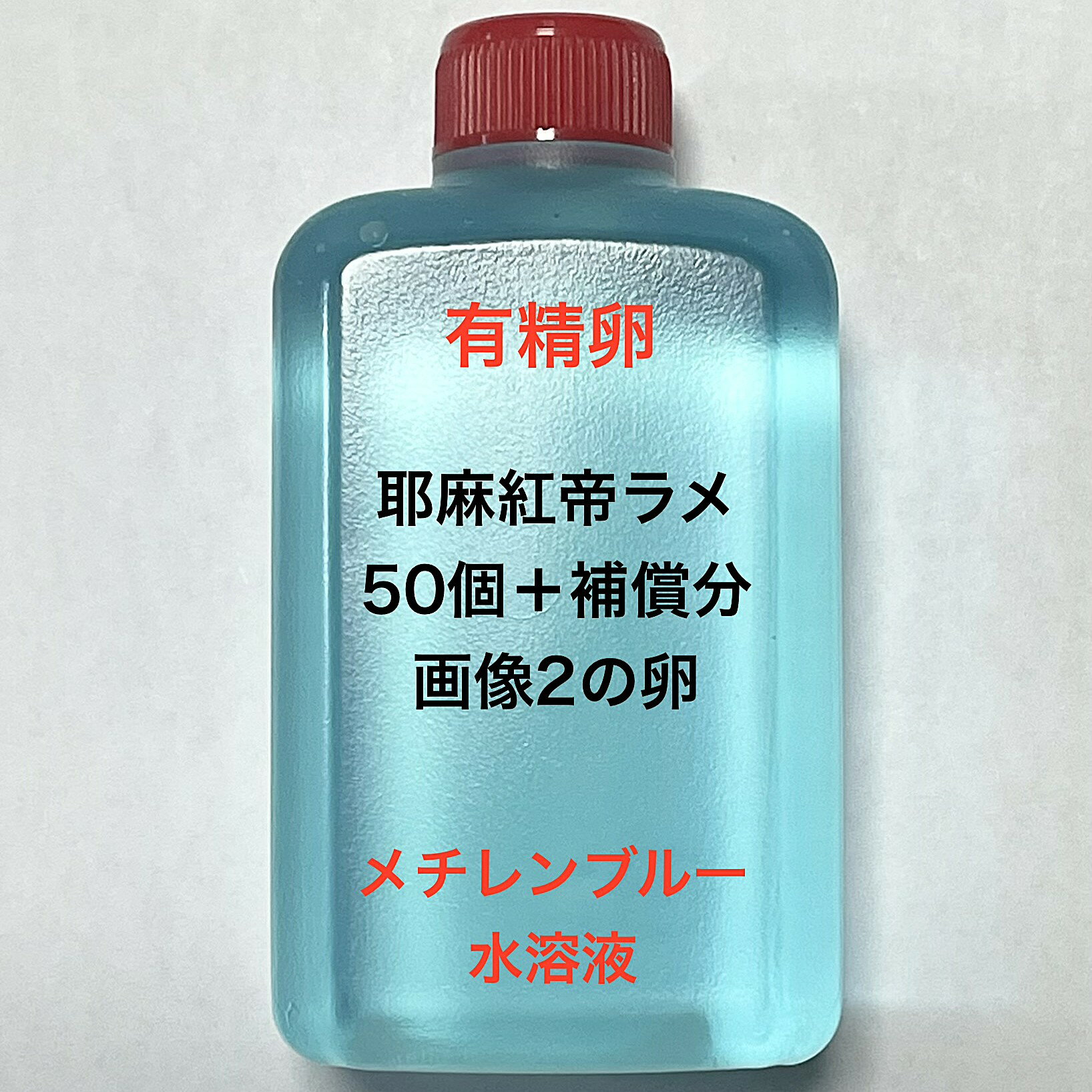 樂天商城 - B●※メダカの卵・有精卵初出荷※●耶摩紅帝ラメ★画像2のメダカの卵【耶摩紅帝ラメ有精卵：50個＋補償分】●※ご注文確定後3日前後での発送になります※●