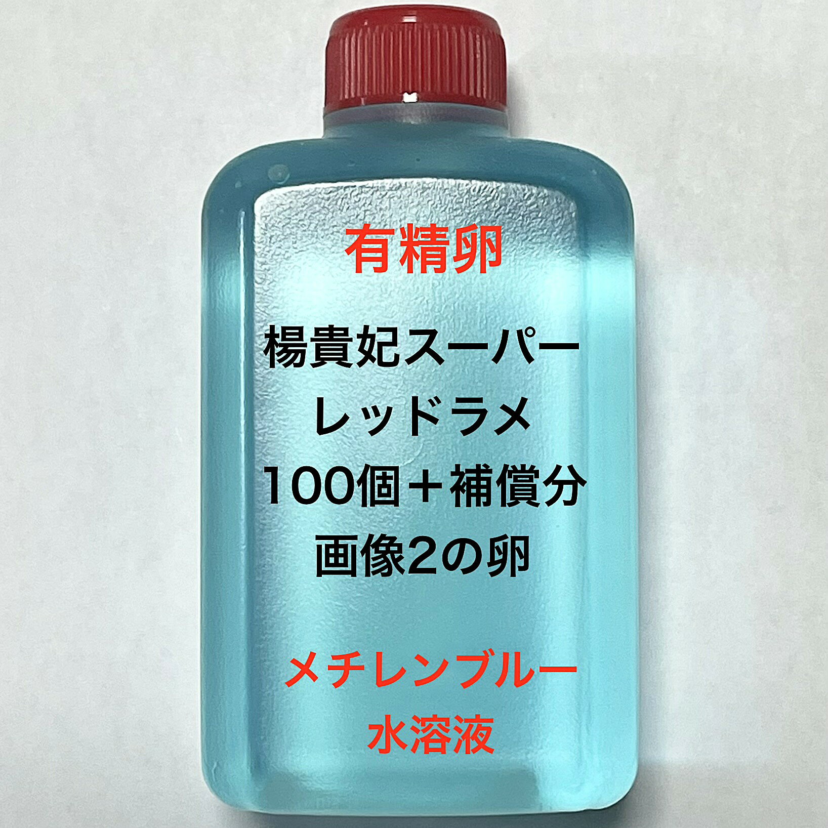 T●※メダカの卵・有精卵初出荷※●楊貴妃スーパーレッドラメ★画像2のメダカの卵【楊貴妃スーパーレッドラメ有精卵：100個＋補償分】●※ご注文確定後3日前後での発送になります※●
