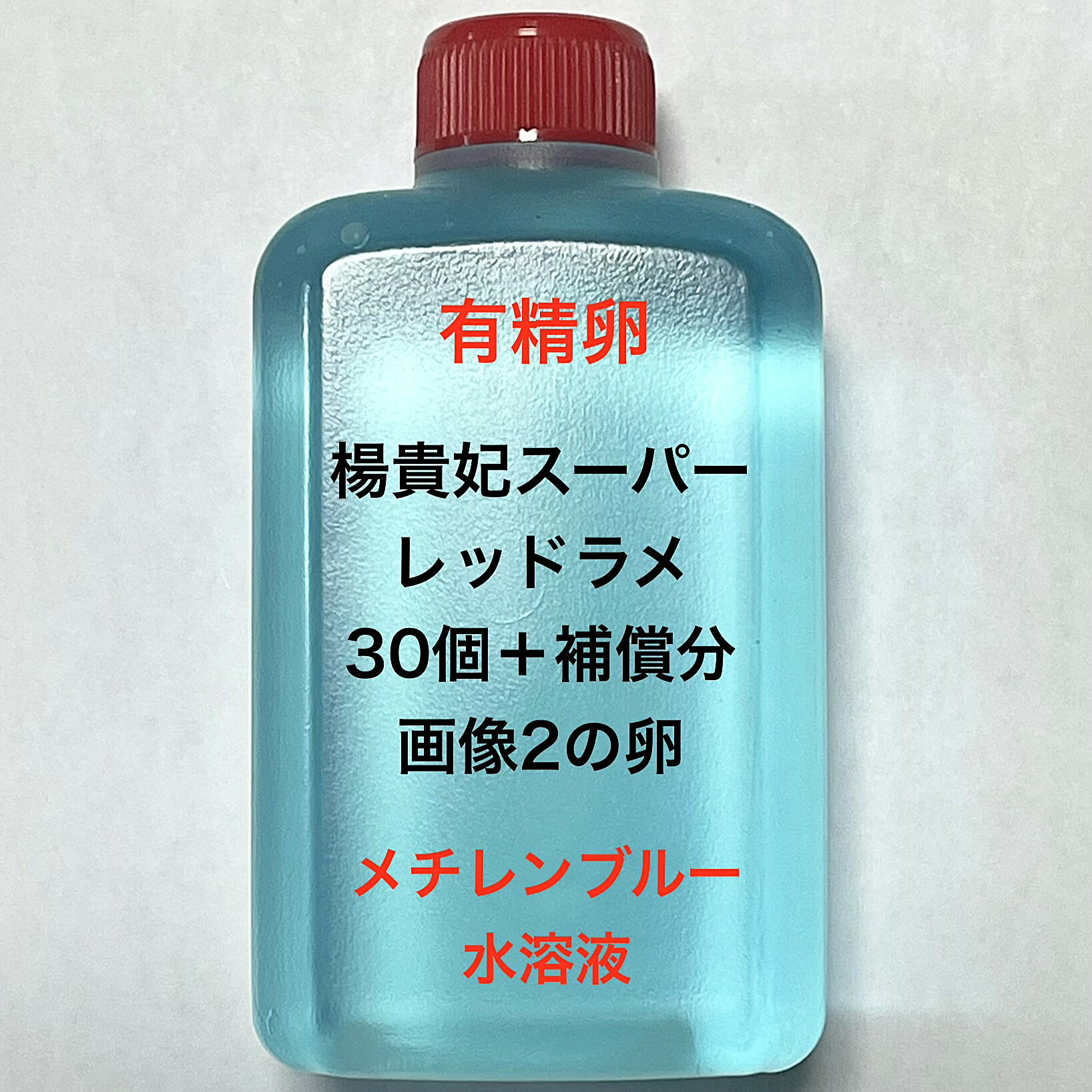 T●※メダカの卵・有精卵初出荷※●楊貴妃スーパーレッドラメ★画像2のメダカの卵【楊貴妃スーパーレッドラメ有精卵：30個＋補償分】●※ご注文確定後3日前後での発送になります※●
