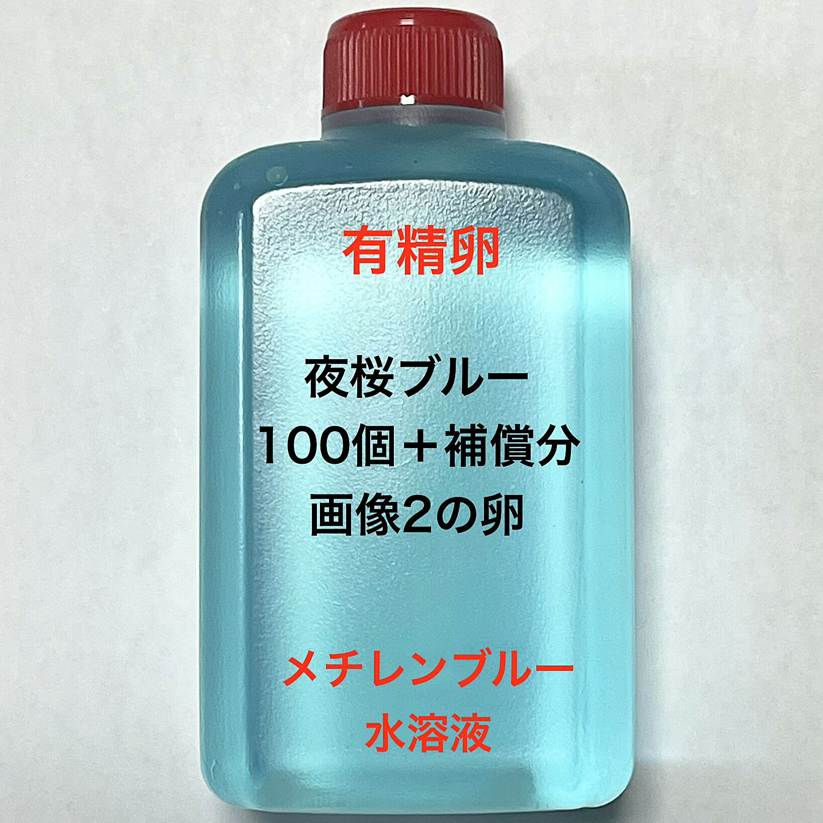 樂天商城 - T●※メダカの卵・有精卵初出荷※●夜桜ブルー★画像2のメダカの卵【夜桜ブルー有精卵：100個＋補償分】●※ご注文確定後3日前後での発送になります※●